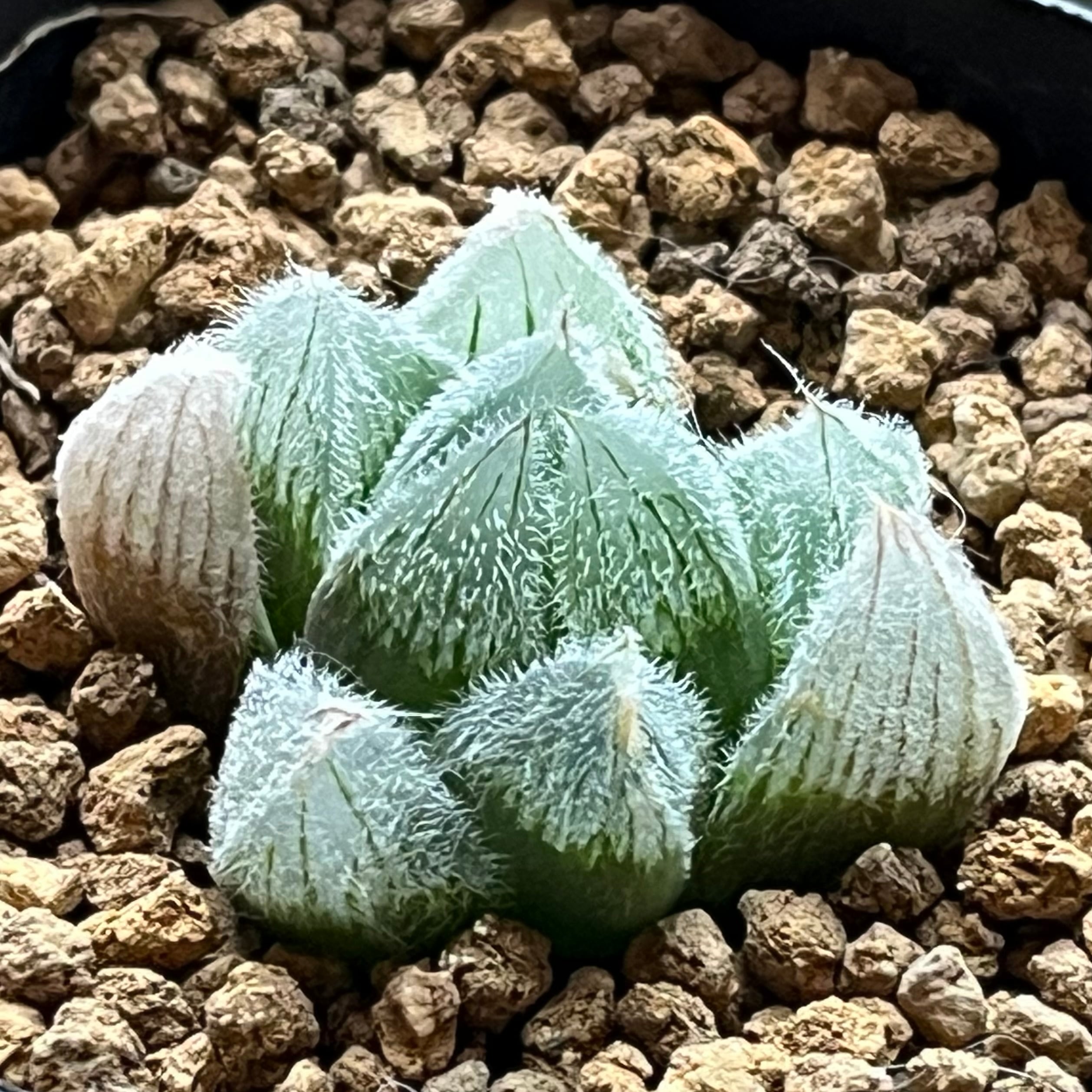 ハオルチア 九尾狐 | mocono_plants
