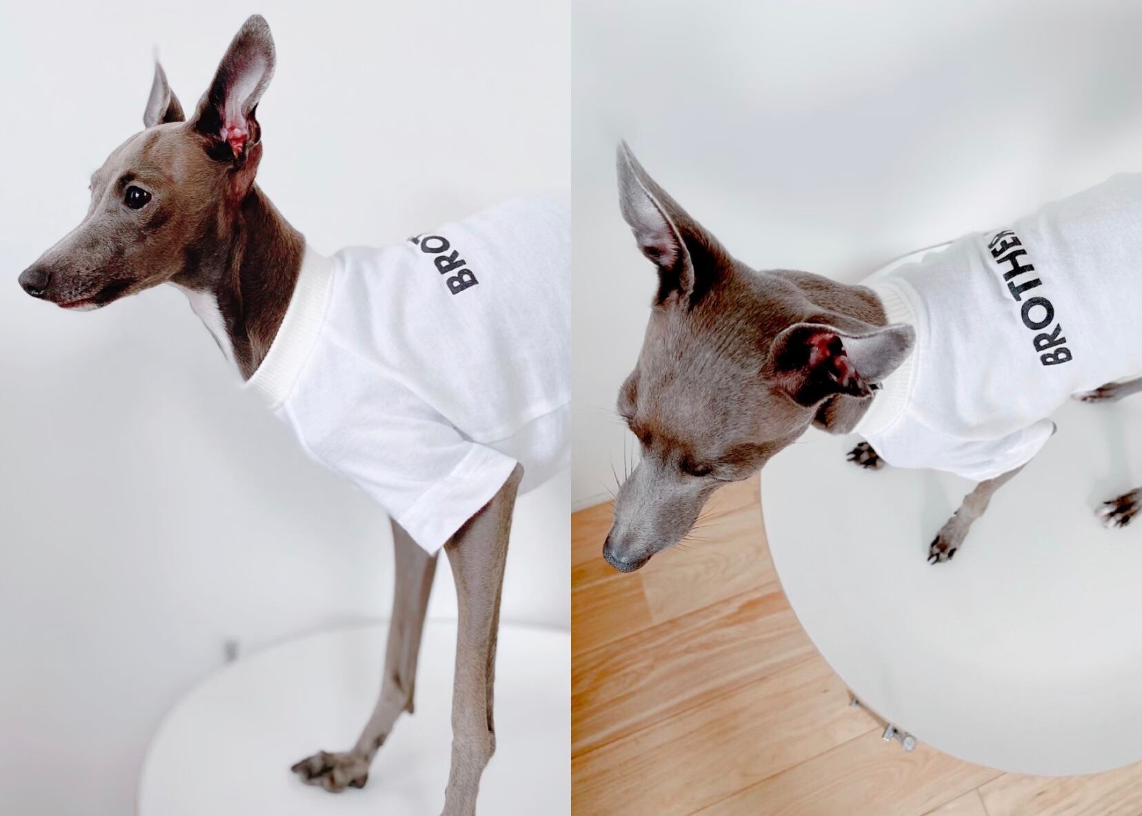 イタグレ服 ハンドメイド ミニピン用