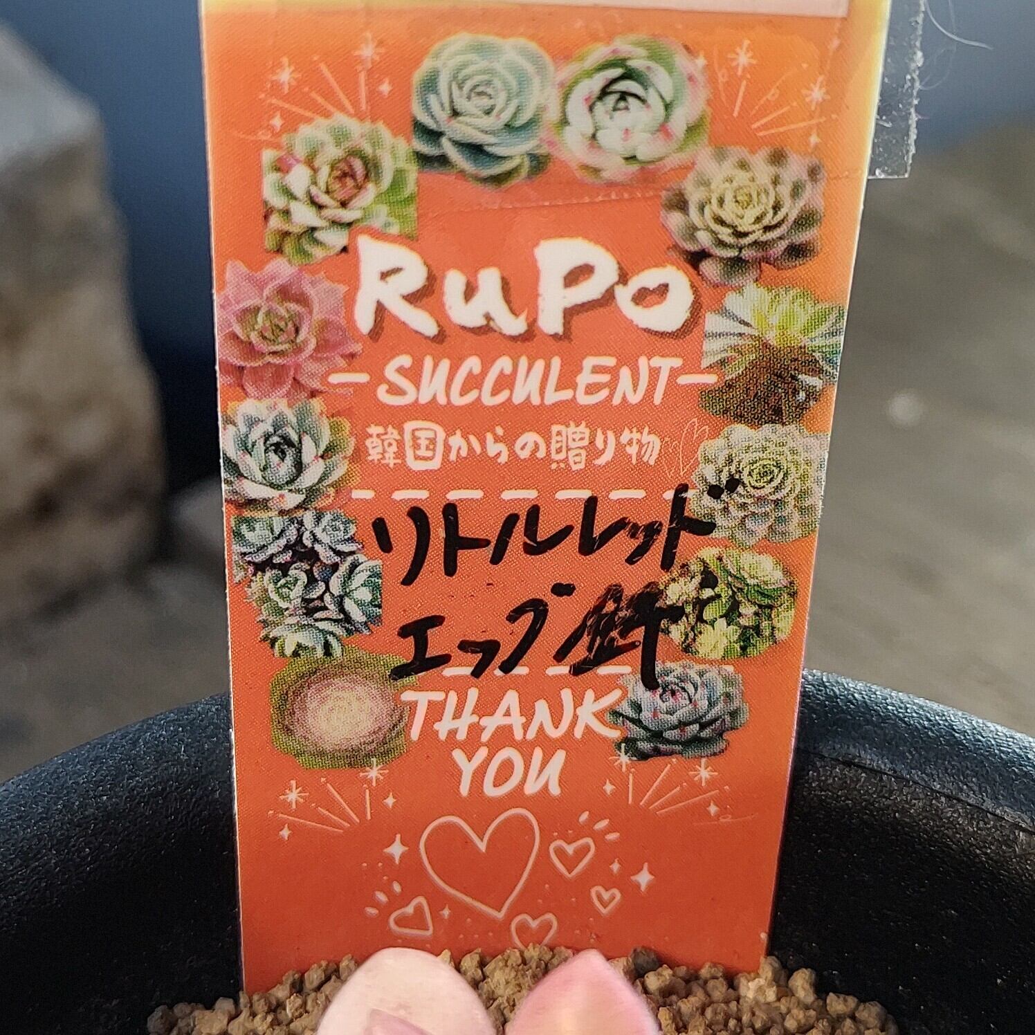 リトルレッドエッグ錦 | RuPo 多肉植物専門店