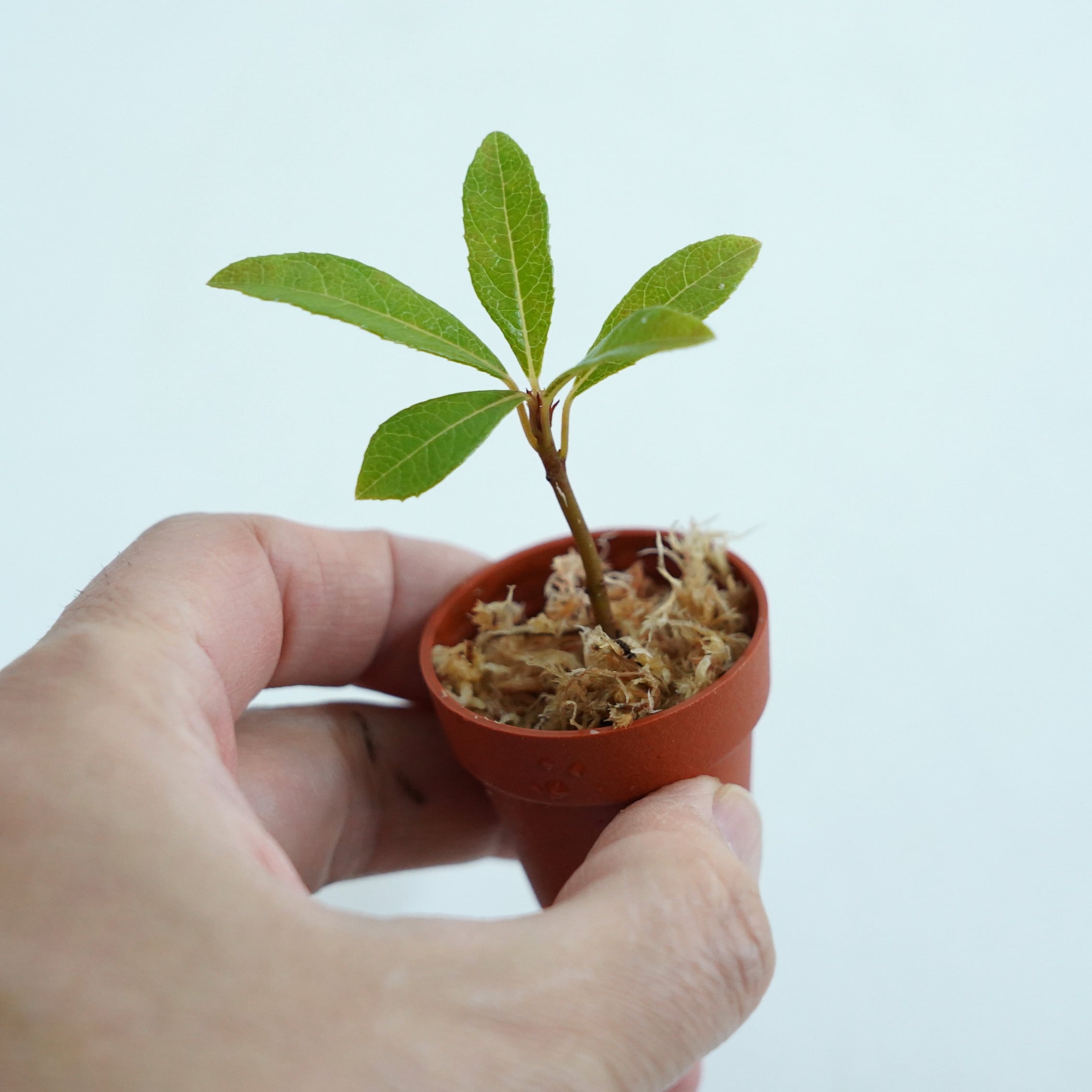 屋久島ヤブコウジArdisia japonica var. yakusimensis ｜苔テラリウム