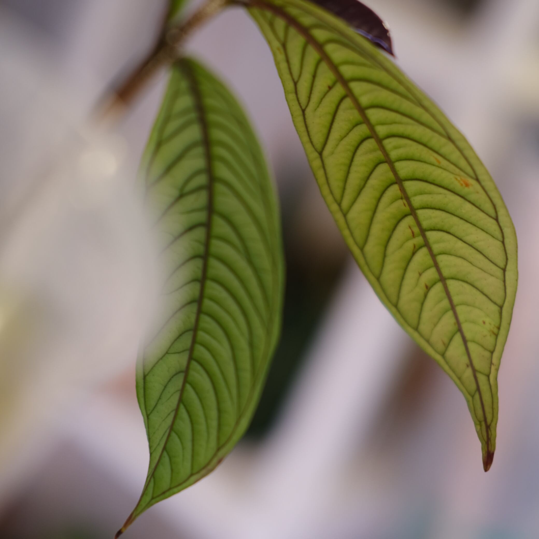Syzygium jiewhoei｜シジギウム ジエホエイ② Syzygium jiewhoei｜シジギウム ジエホエイ②｜希少フトモモ科植物