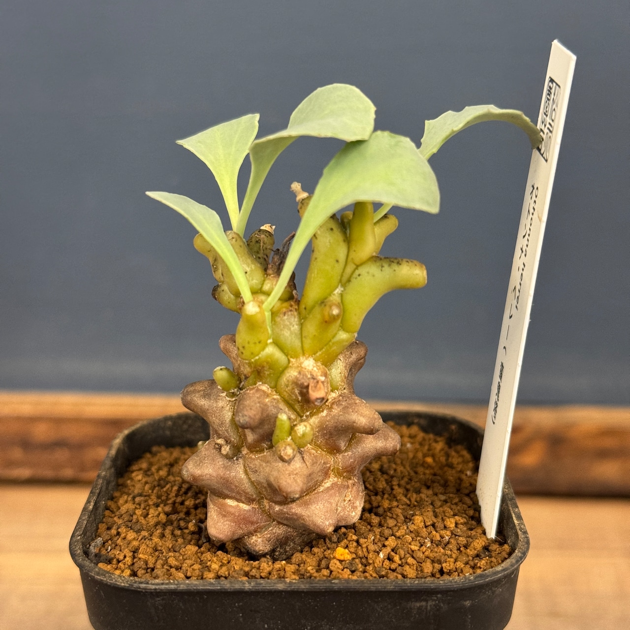 オトンナ　ヘレー【028】