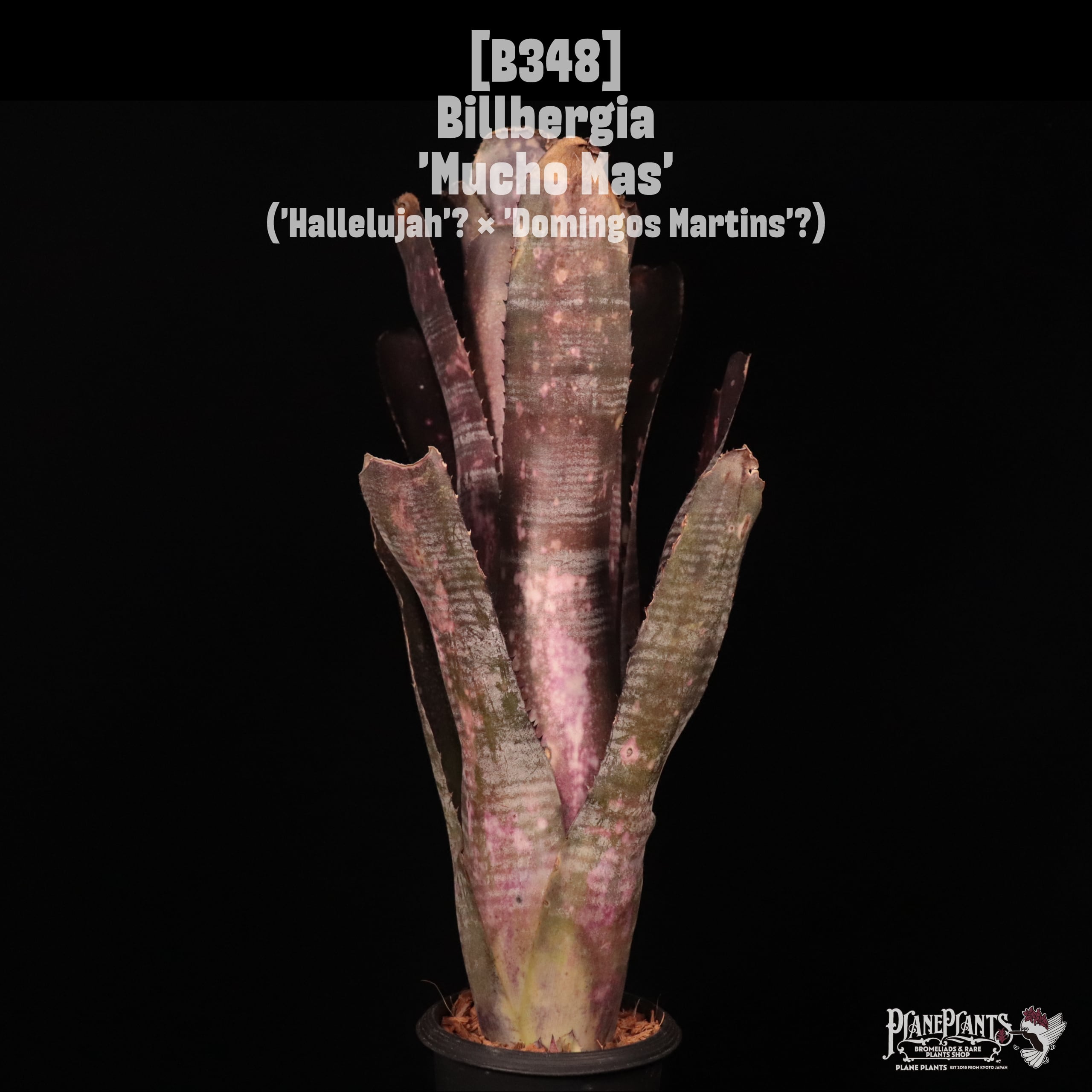 reserved】Billbergia 'Afterglow'〔ビルベルギア〕現品発送B0132