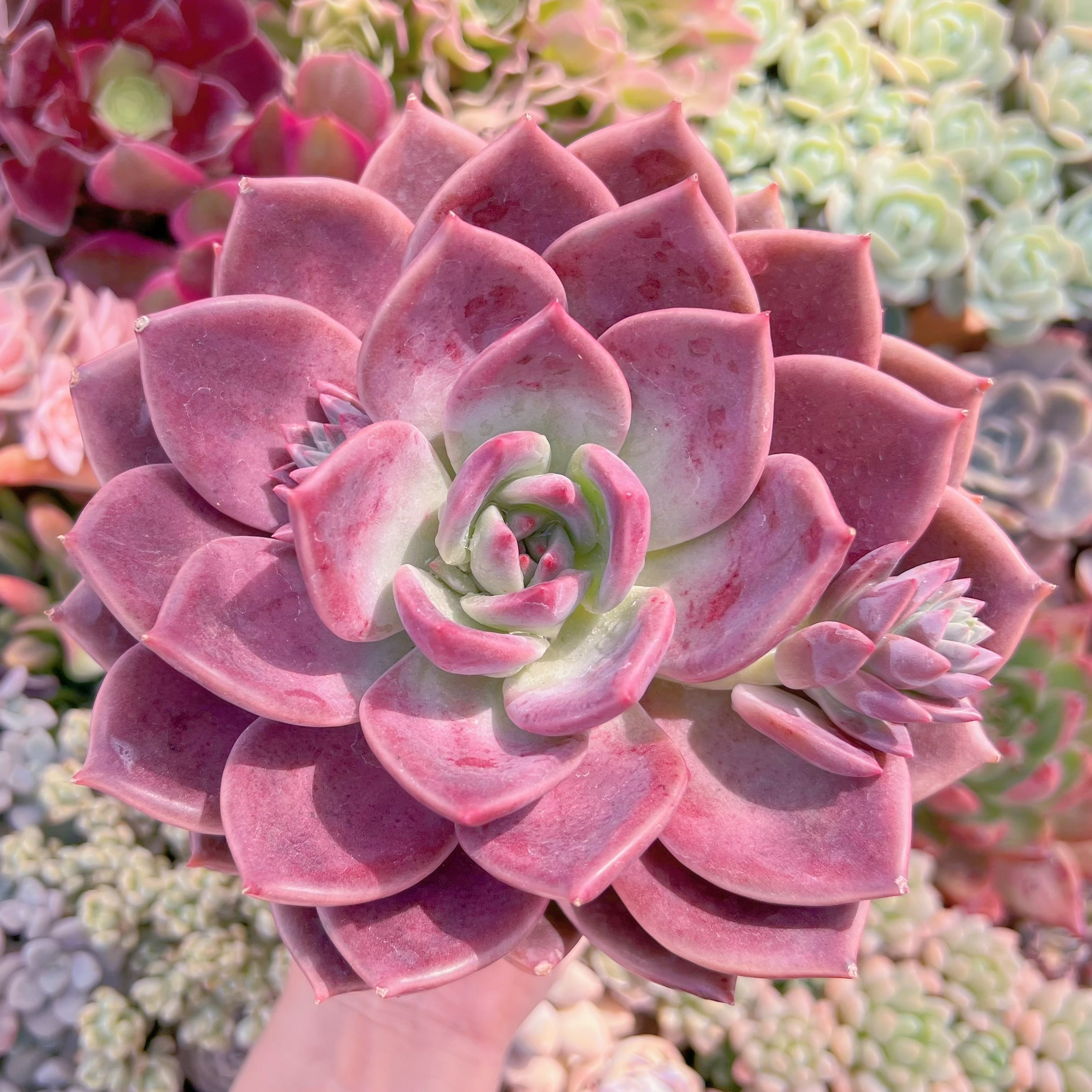 現品　唐雫#600   大苗　新入荷　るる農園