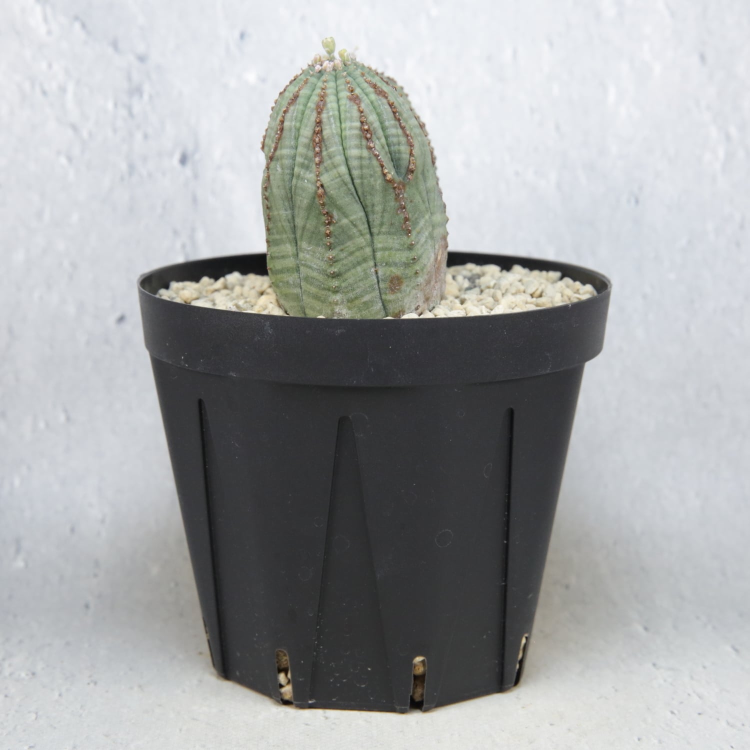 オス株 マイクロ ダブルヘッド オベサ / ユーフォルビア | LIGHTHOUSE