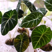 Alocasia reginula 'Variegated' / アロカシア ブラックベルベット【お得なまとめ売り】