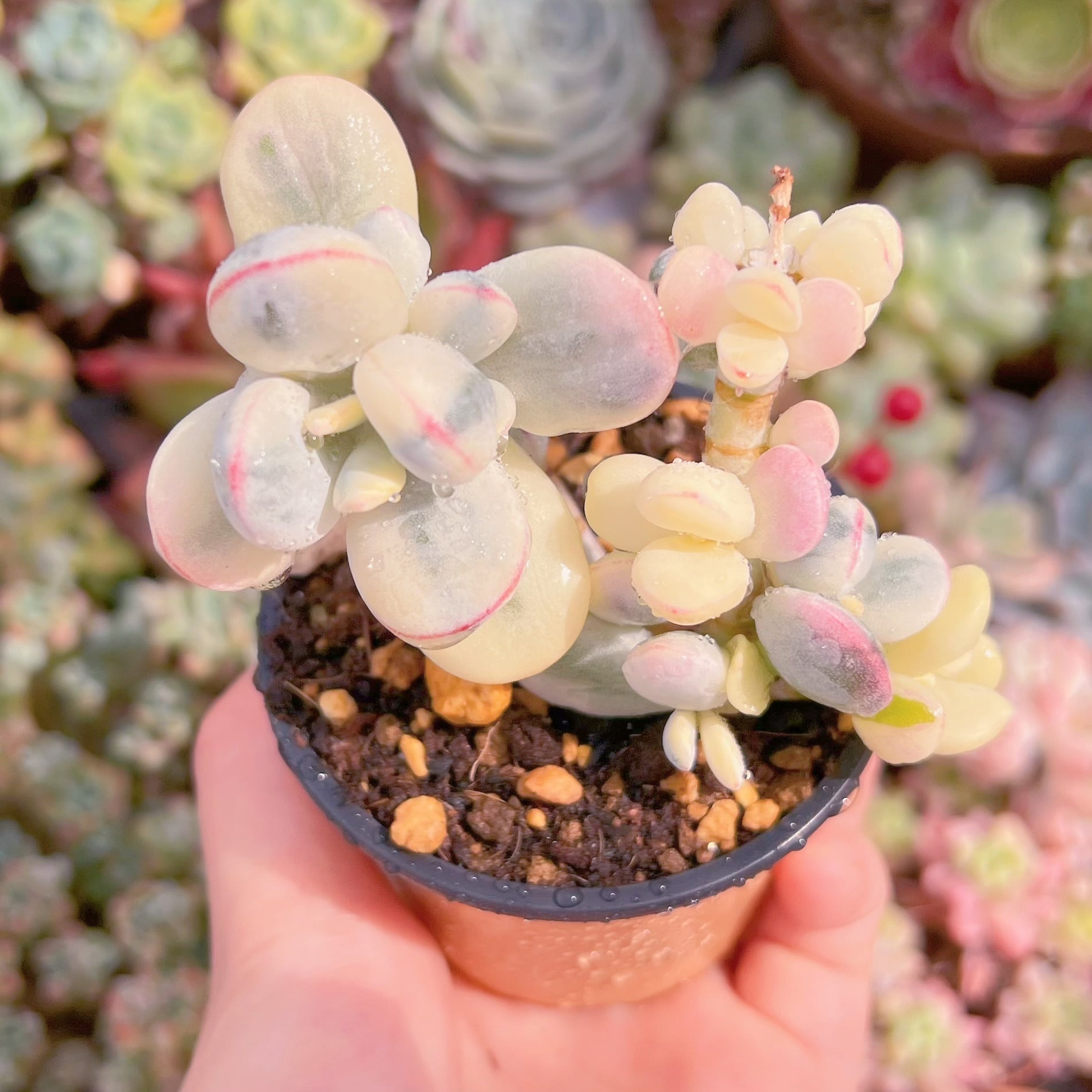 現品　達磨福娘錦#903　群生　るる農園