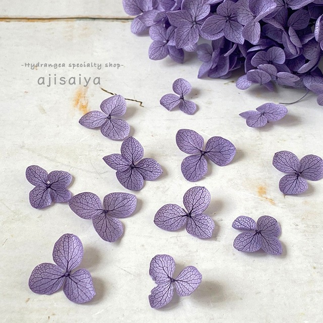 あじさい　花びら【国産　アナベル・むらさき　30枚】あじさいのお福分け　 ＜ アジサイ 紫陽花 ＞