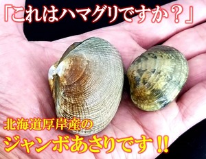 たっぷり1kg！厚岸産ジャンボ砂抜きあさり 「これってハマグリですか⁉」