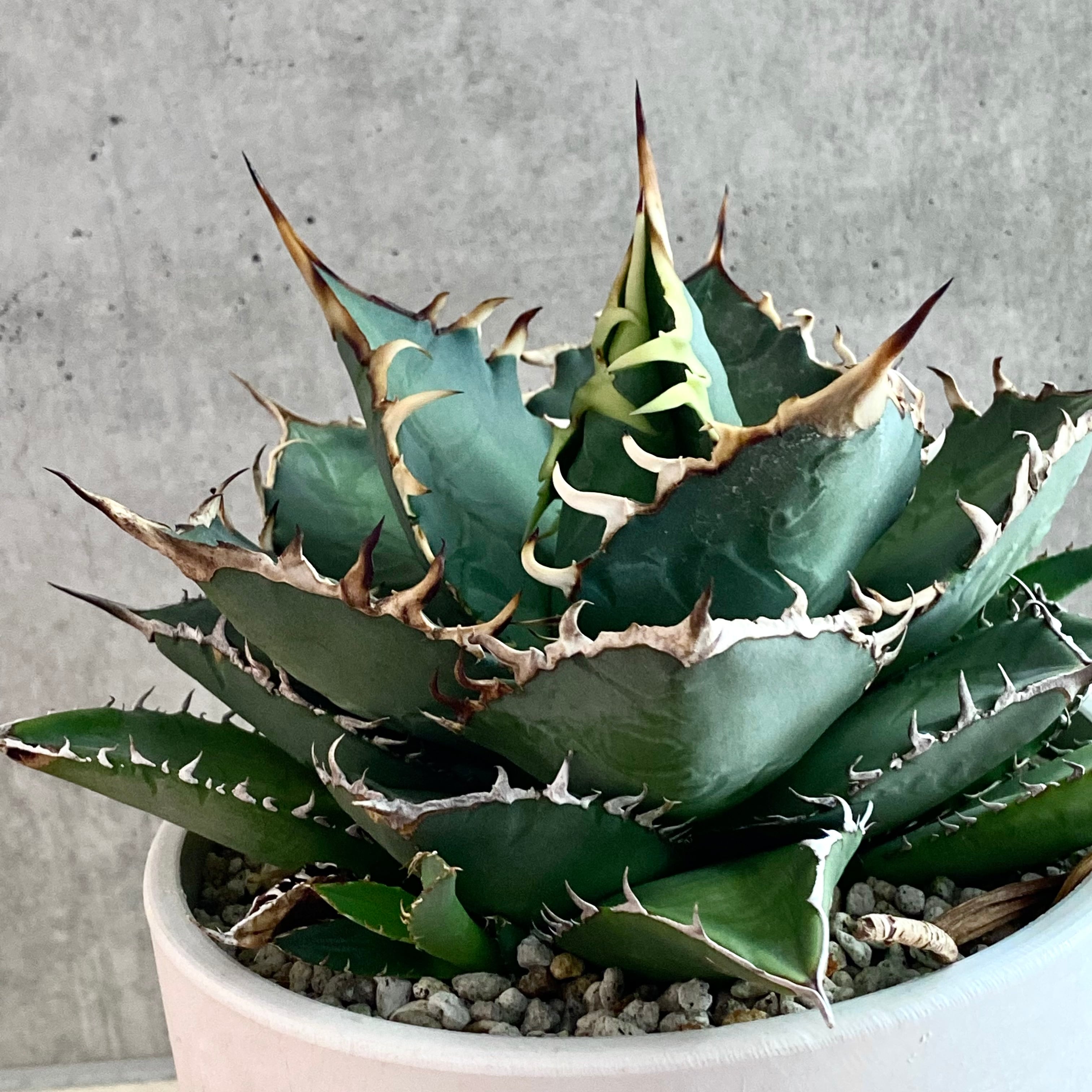 agave titanota fo 076/アガベ チタノタ fo 076 【観葉植物 】【多肉 ...