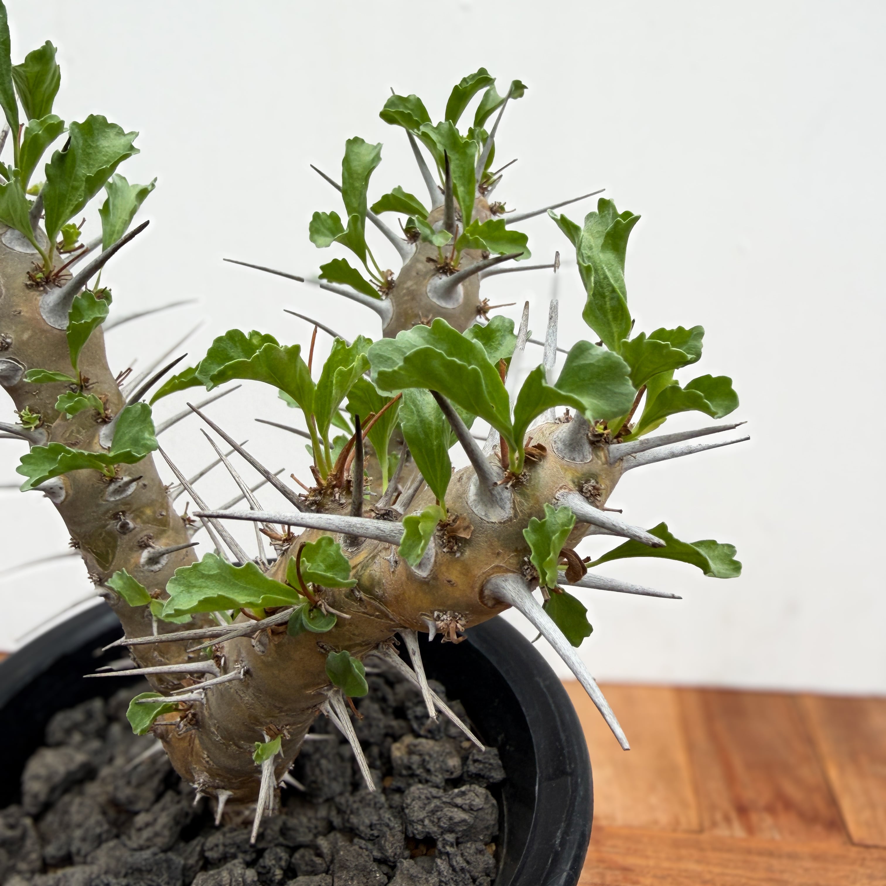 Sarcocaulon crassicaule【サルコカウロン・クラシカウレ】 | RIMO'S