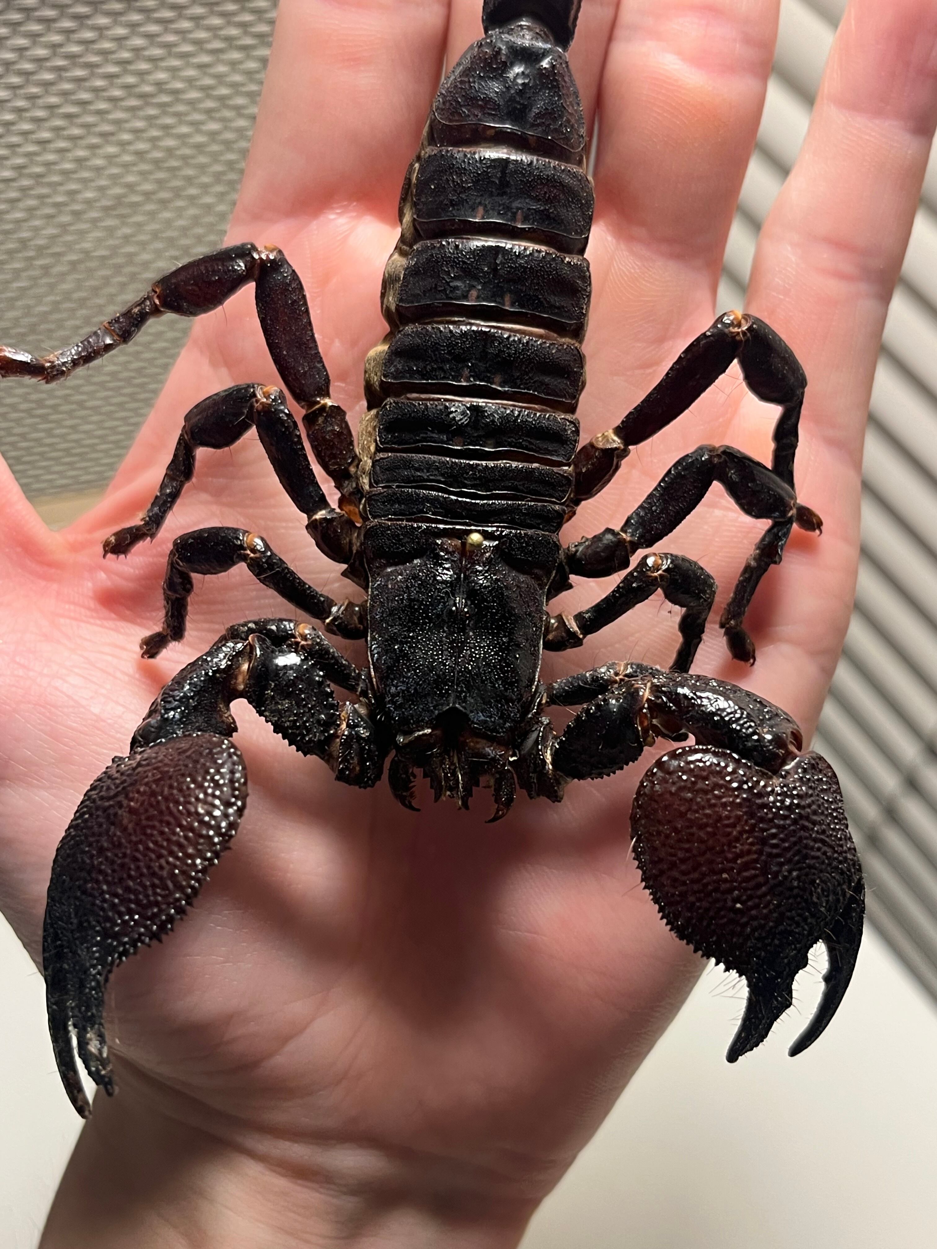150mm程】ダイオウサソリ エンペラースコーピオンムカデセンチピード