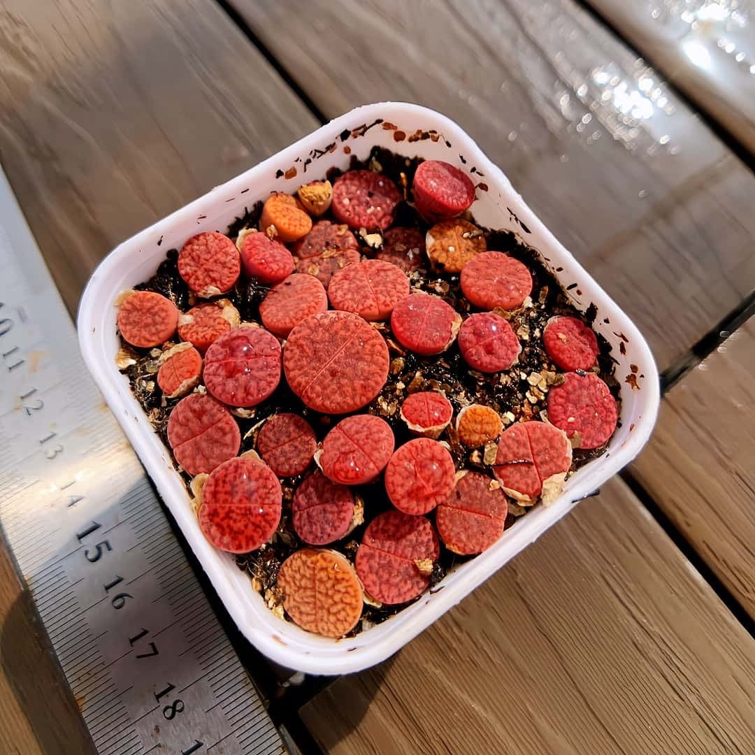 多肉専門VERVE