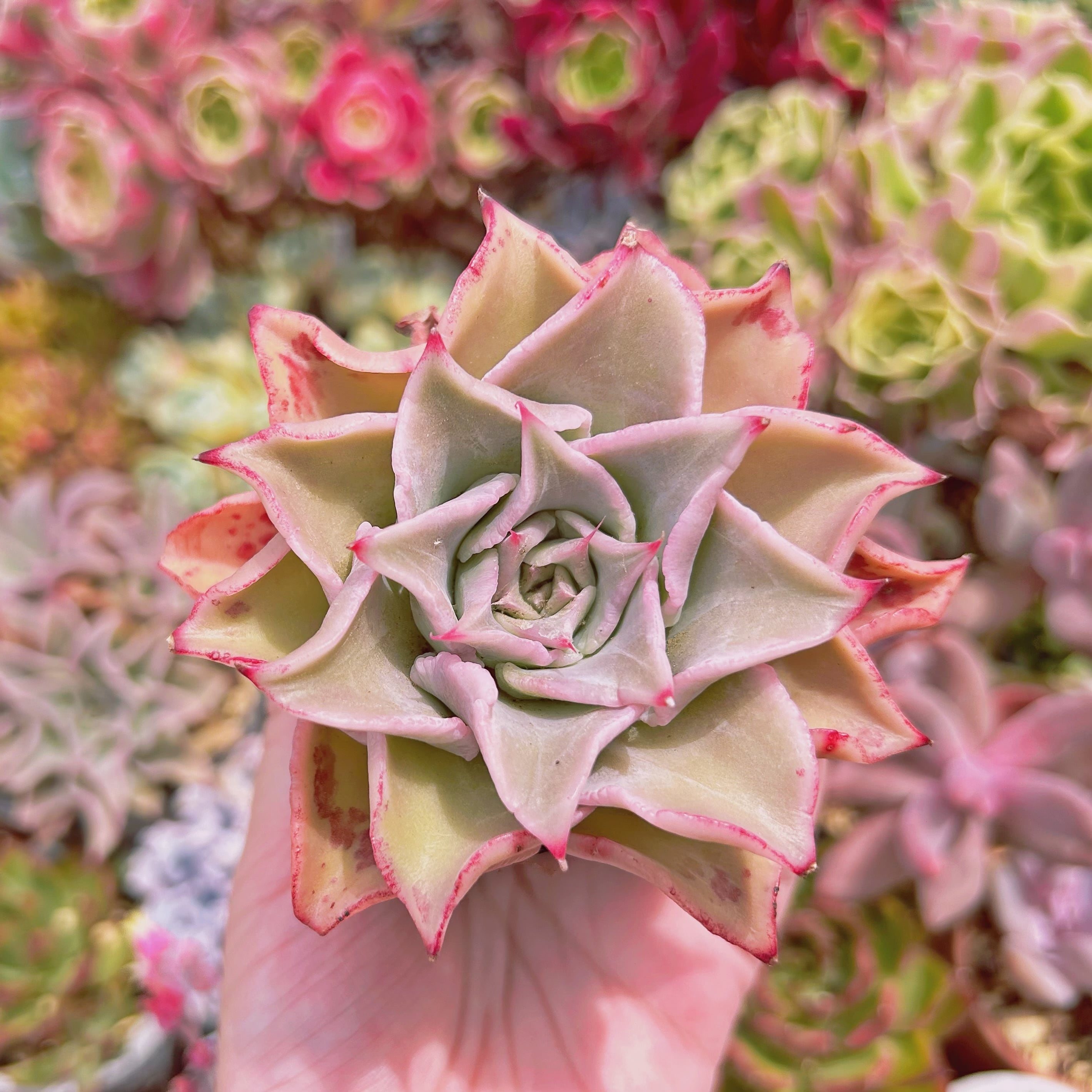 737現物 多肉植物 血斑マディバ 特大 | るる農園~多肉植物専門