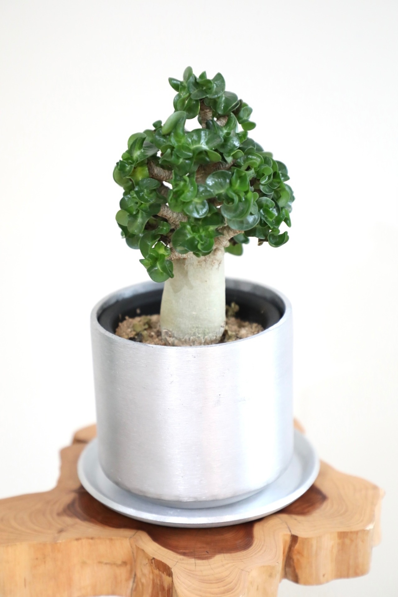 【S】【希少】アデニウム アラビカム 獅子葉/Adenium arabicum