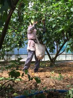 【全国送料無料】グリーンレモン（ハウス栽培）　20kg