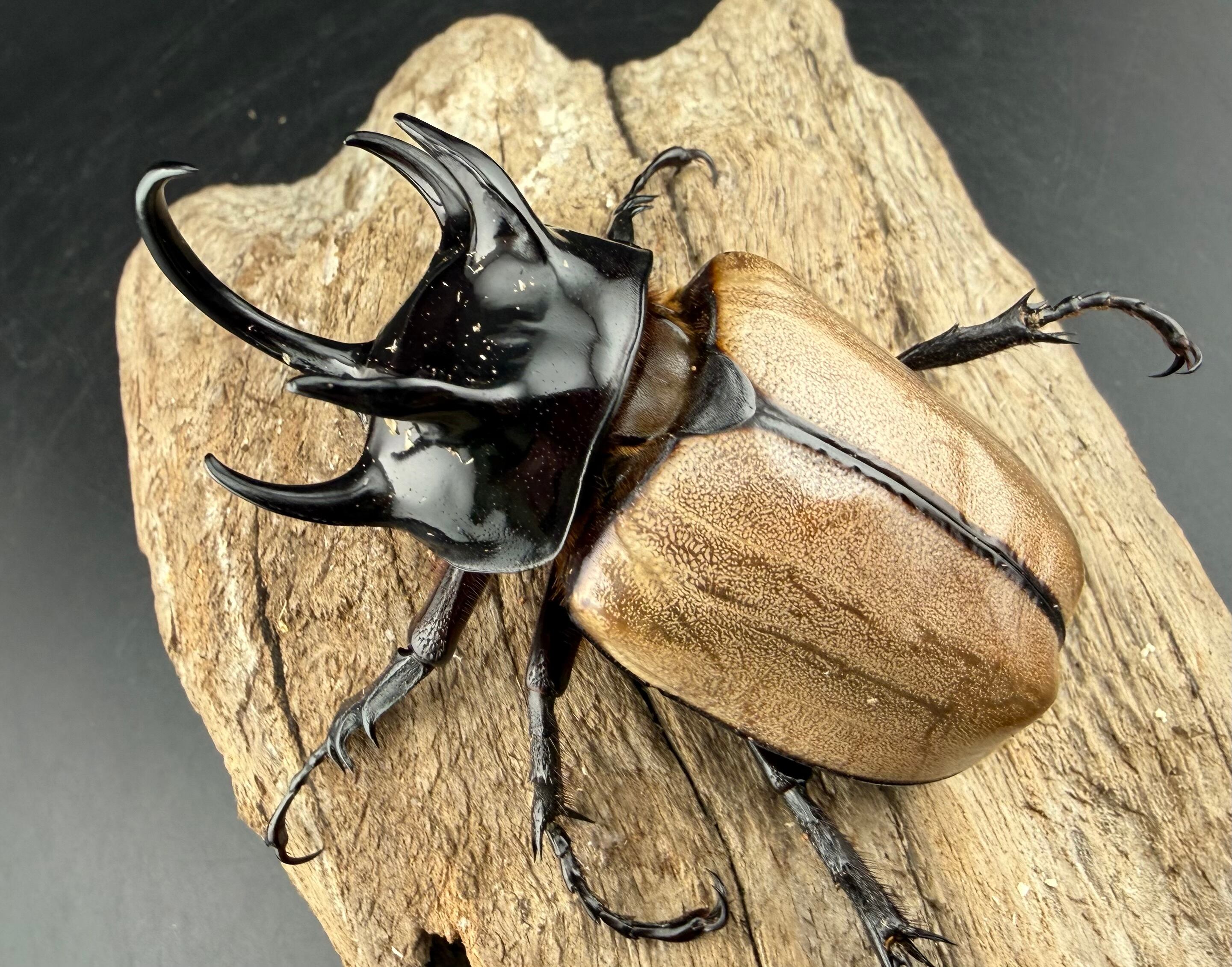 WF1】《ゴホンツノカブト原名亜種 タイ産 74mm ペア》 | KPW公式