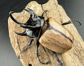 【WF1】《ゴホンツノカブト原名亜種 タイ産 74mm ペア》