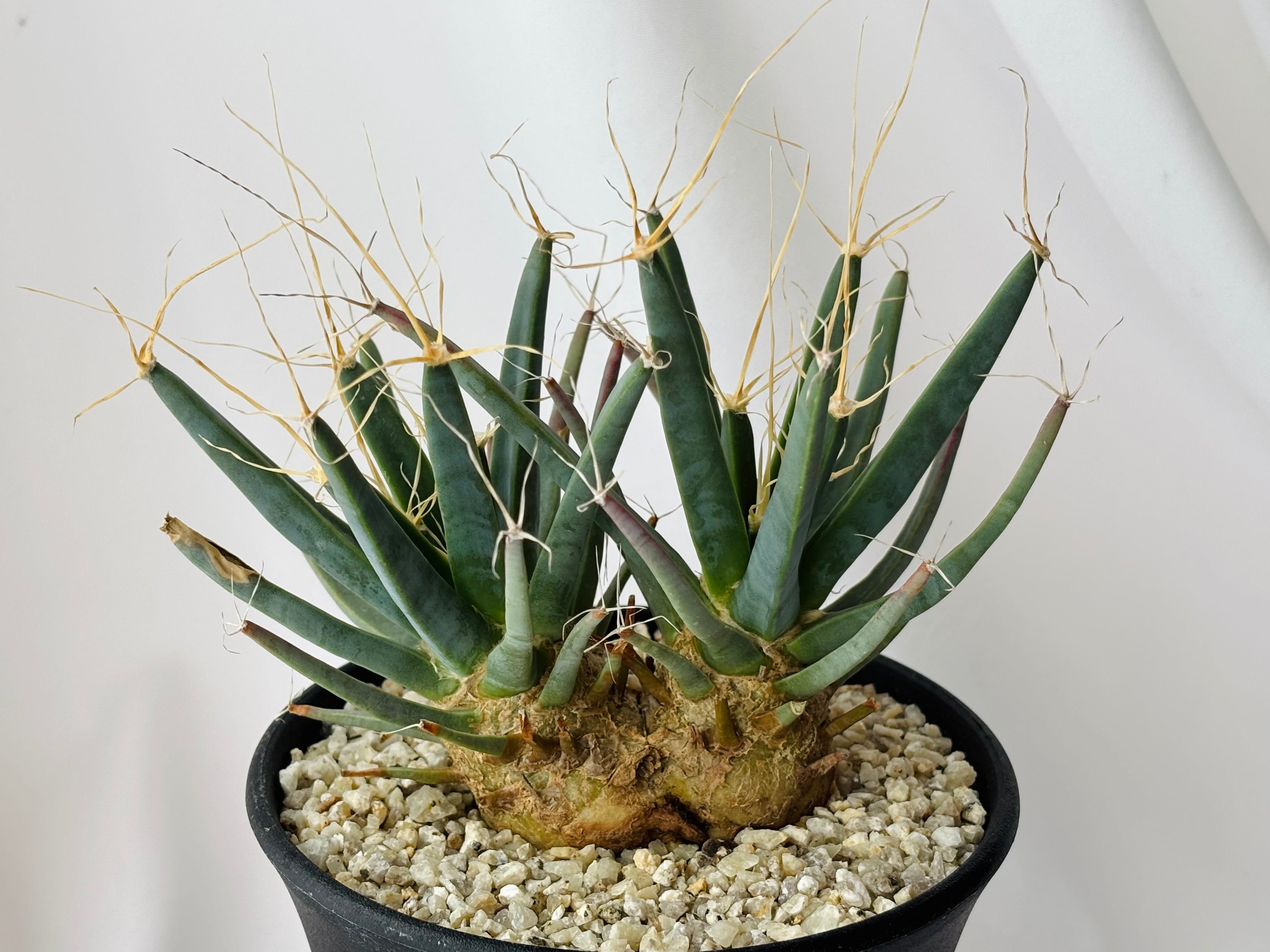 アズテキウム ヒントニー サボテン 3頭 Aztekium hintonii アズテキウム ヒントニー サボテン | plants