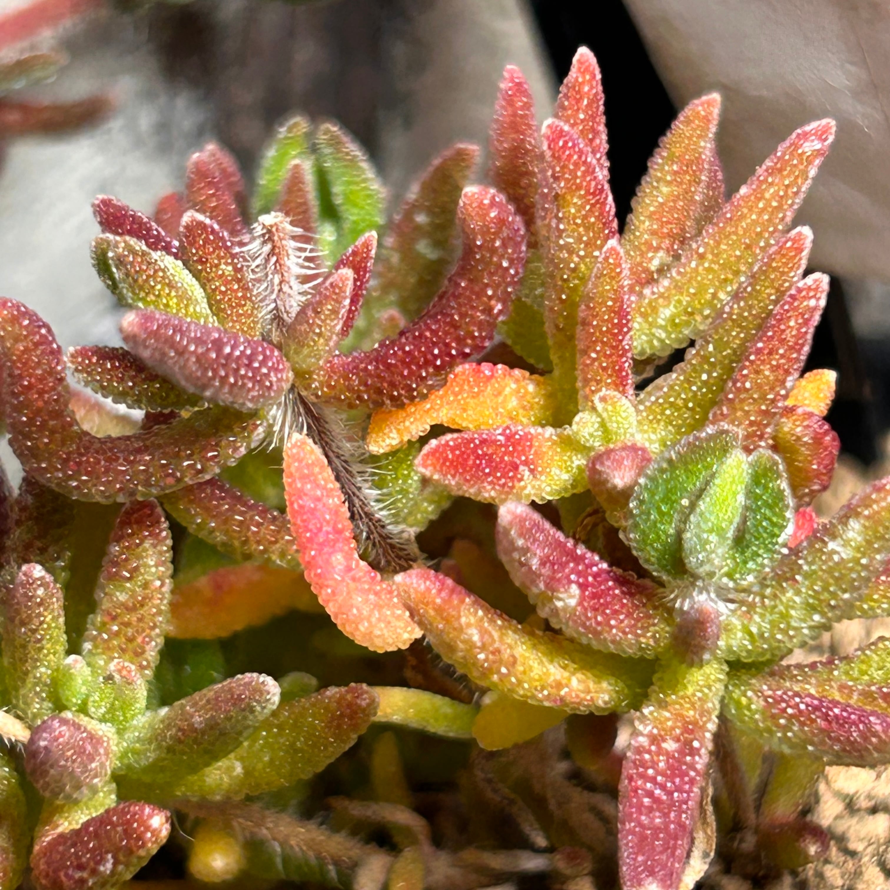 T) 狐尻尾 ドロサンテマム | RuPo 多肉植物専門店