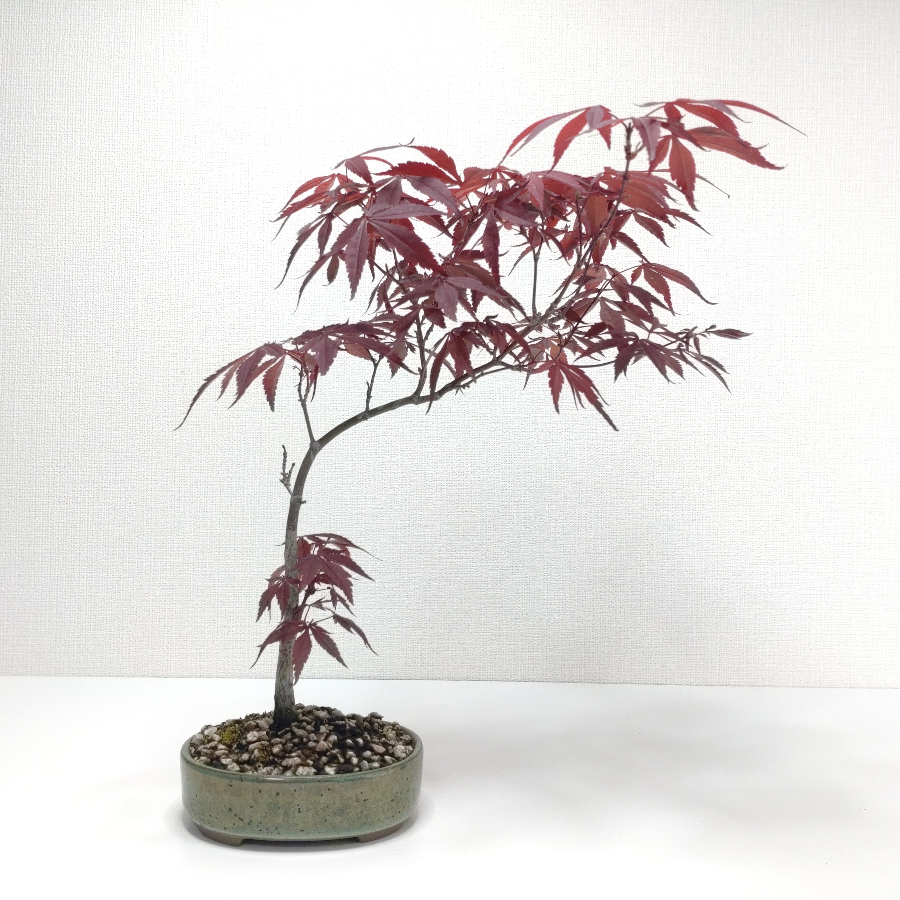 濃紫紅葉（ノムラ）盆栽 S306庭木