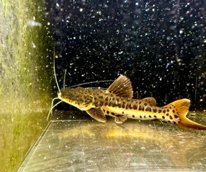 レッドテールキャット×タイガーシャベルノーズ（ショートボディー）