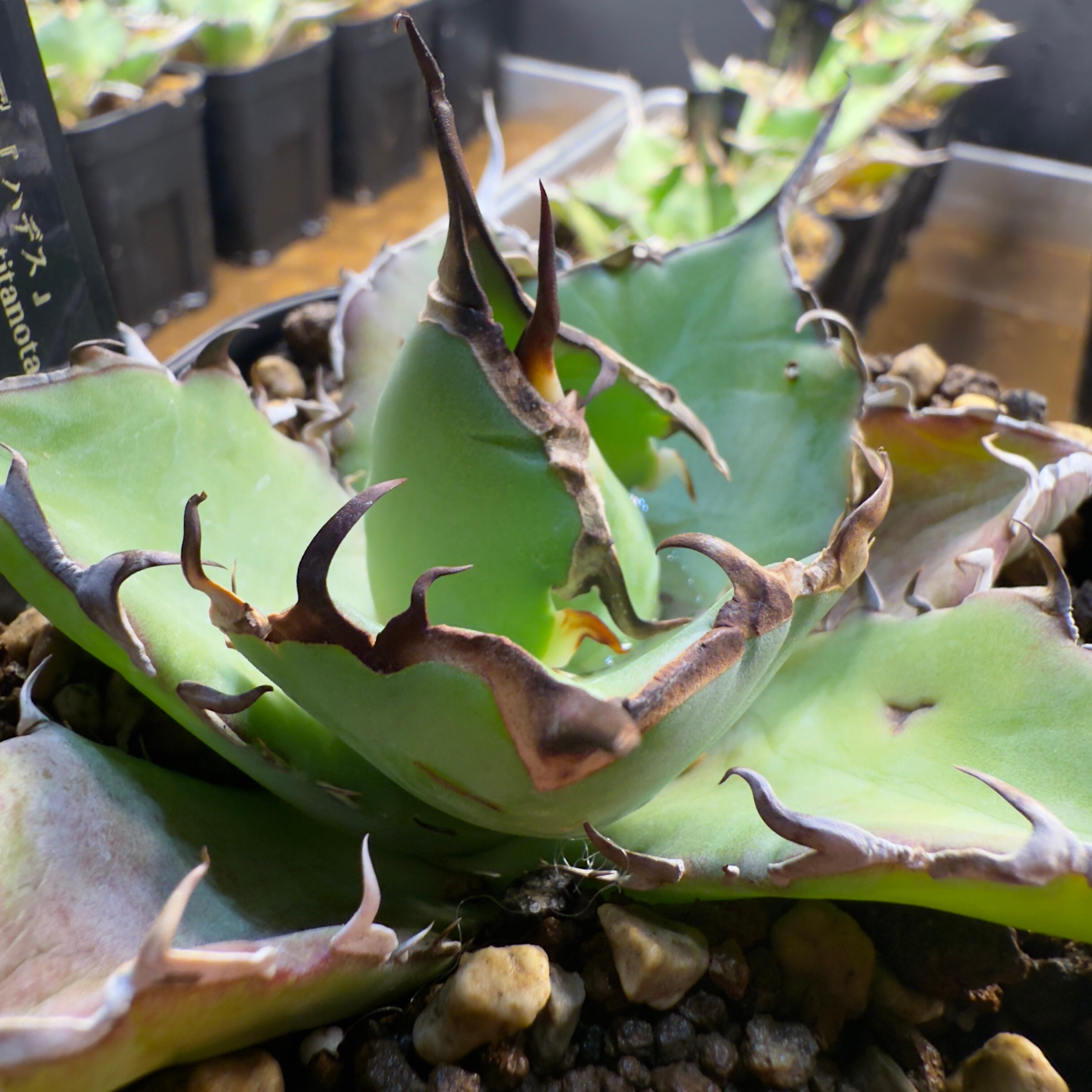 ハデス 010-1【AGAVE TITANOTA 'HADES'ハデス 】アガベ チタノタ 恐竜牙歯