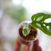 Monstera adansonii Mottled / モンステラ アダンソニー ミント⑩ / 観葉植物<育て方・花言葉>