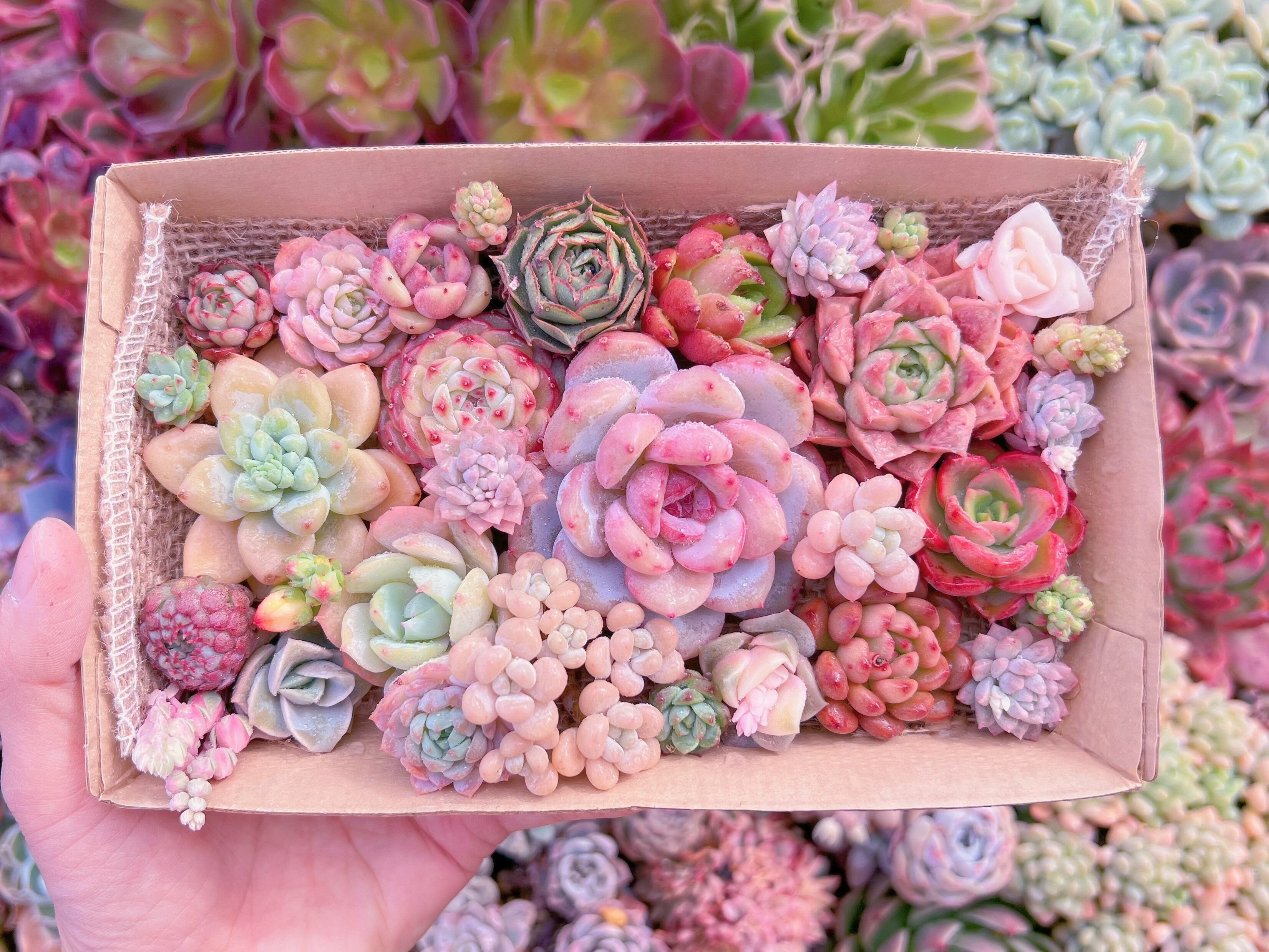 現品　寄せ植えセット#2199　12cmx20cm　るる農園