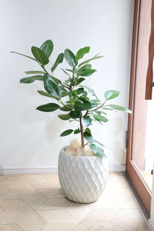 【L/110cm】フィカス ベンガレンシス/Ficus benghalensis※陶器鉢カバー別