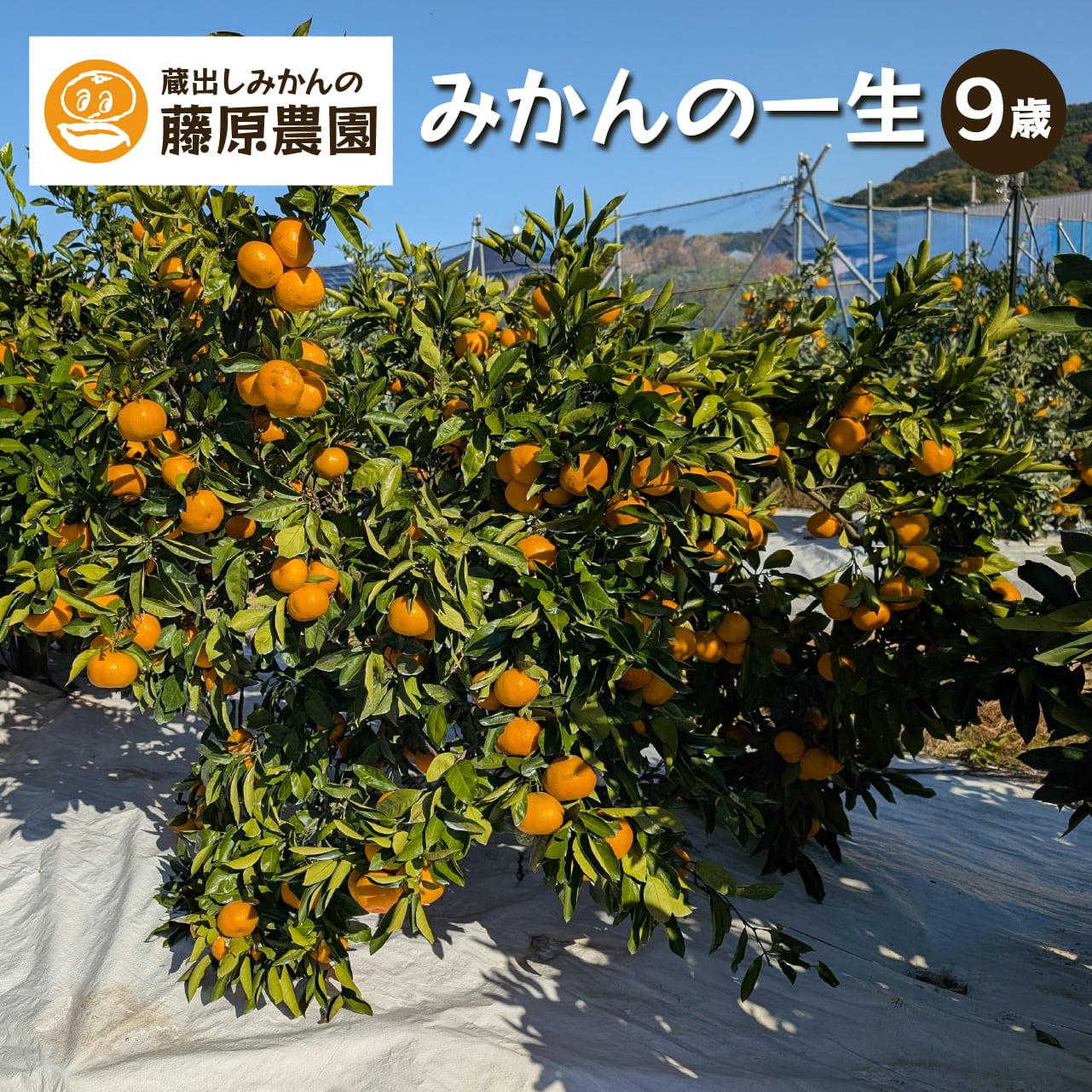 みかんの一生9歳編 5kg(送料無料)｜みかんの木の成長とともに移り行く