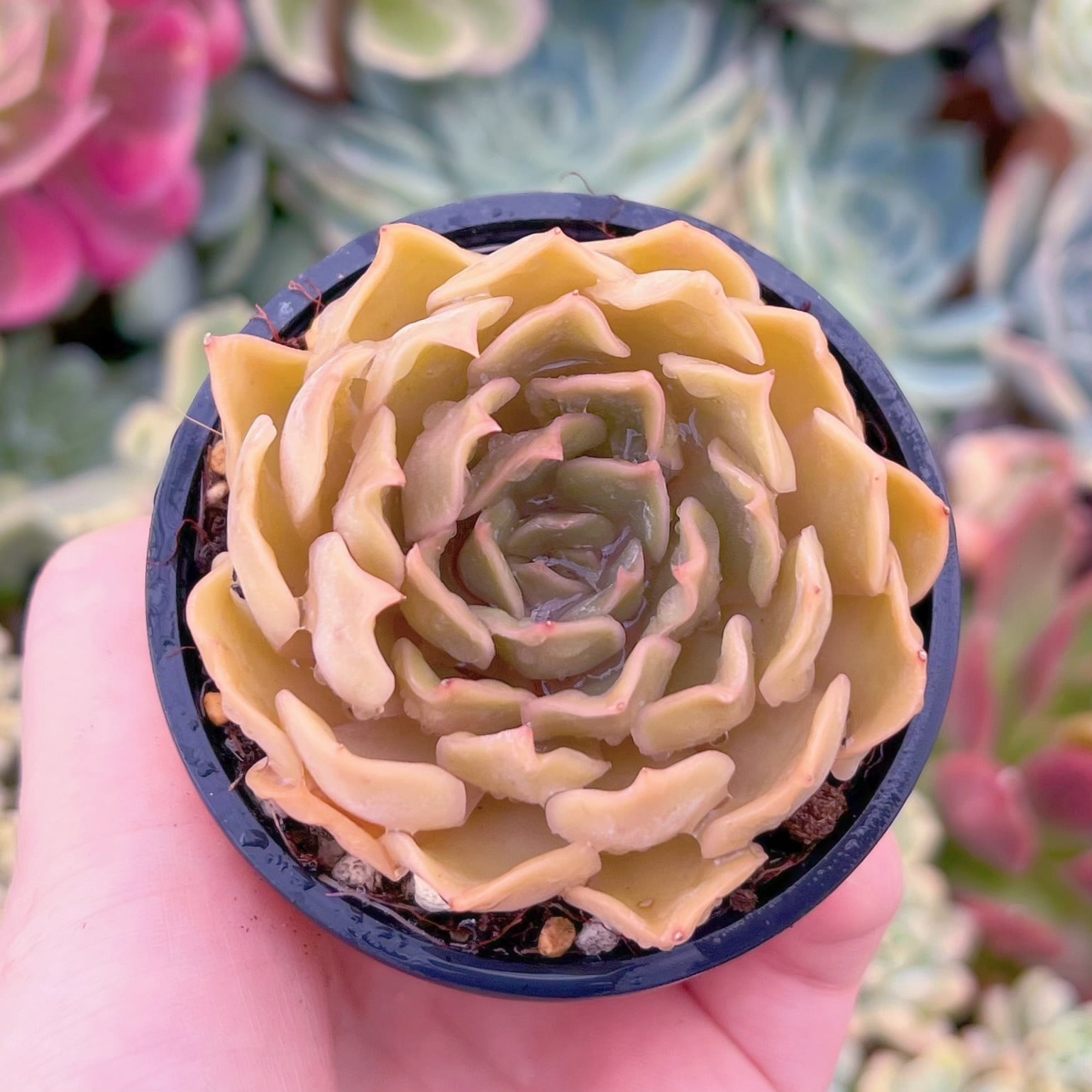 現品　Kiss#293　るる農園