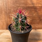 Ferocactus coloratus 【フェロカクタス・神仙玉】