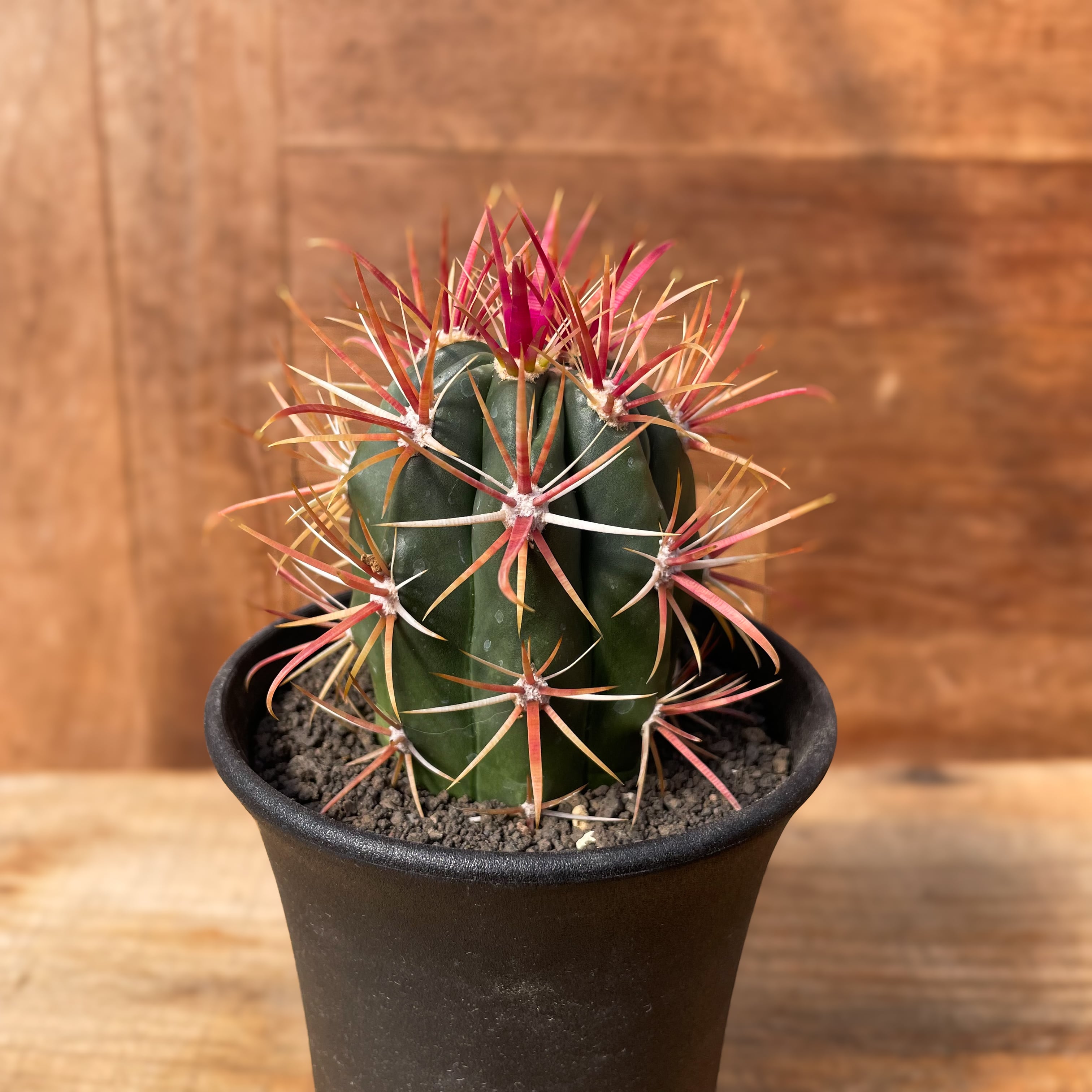 Ferocactus coloratus 【フェロカクタス・神仙玉】 | RIMO