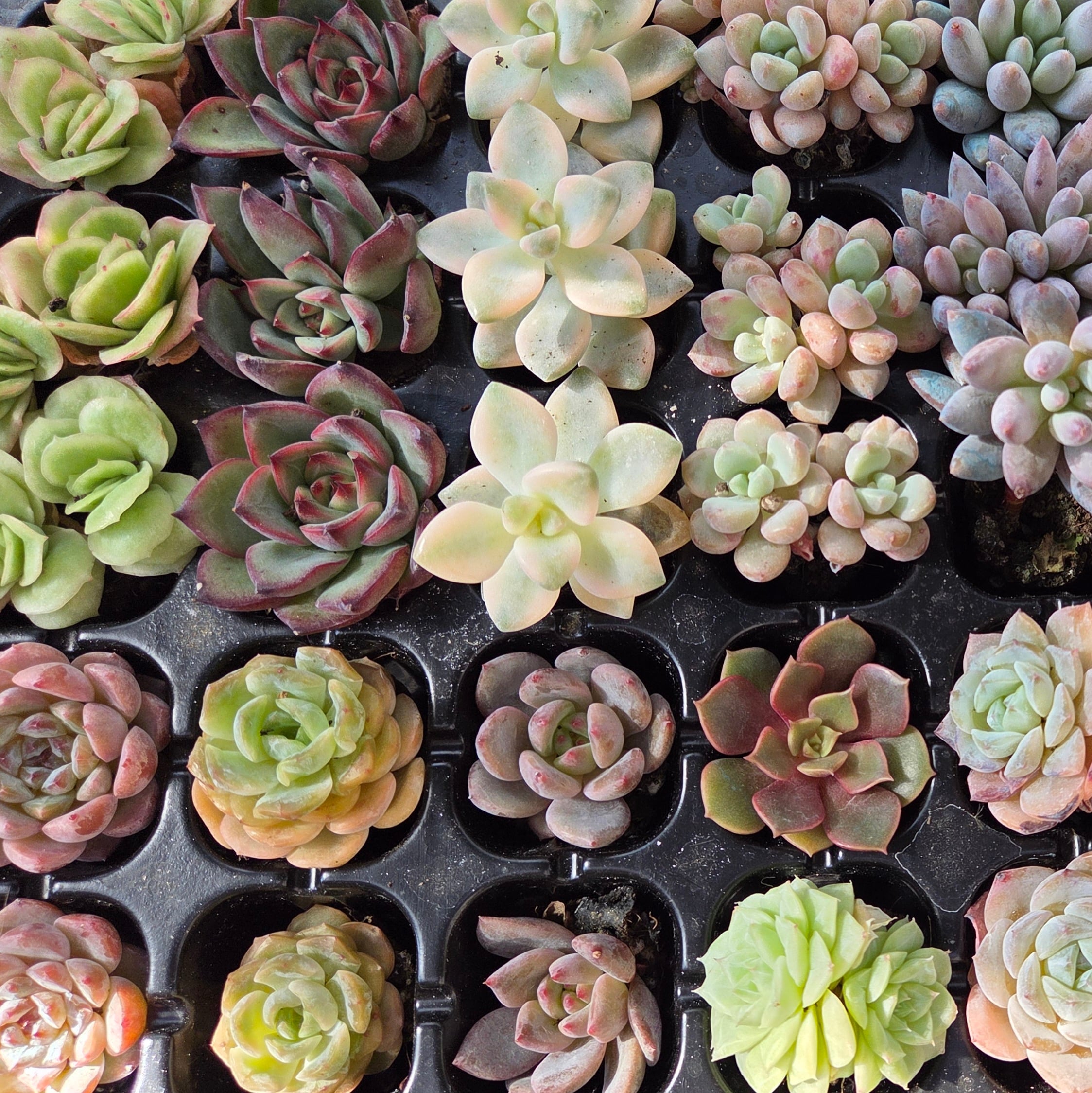 多肉植物プラグ苗カラフル24品種set | 多肉Garden＊Grow