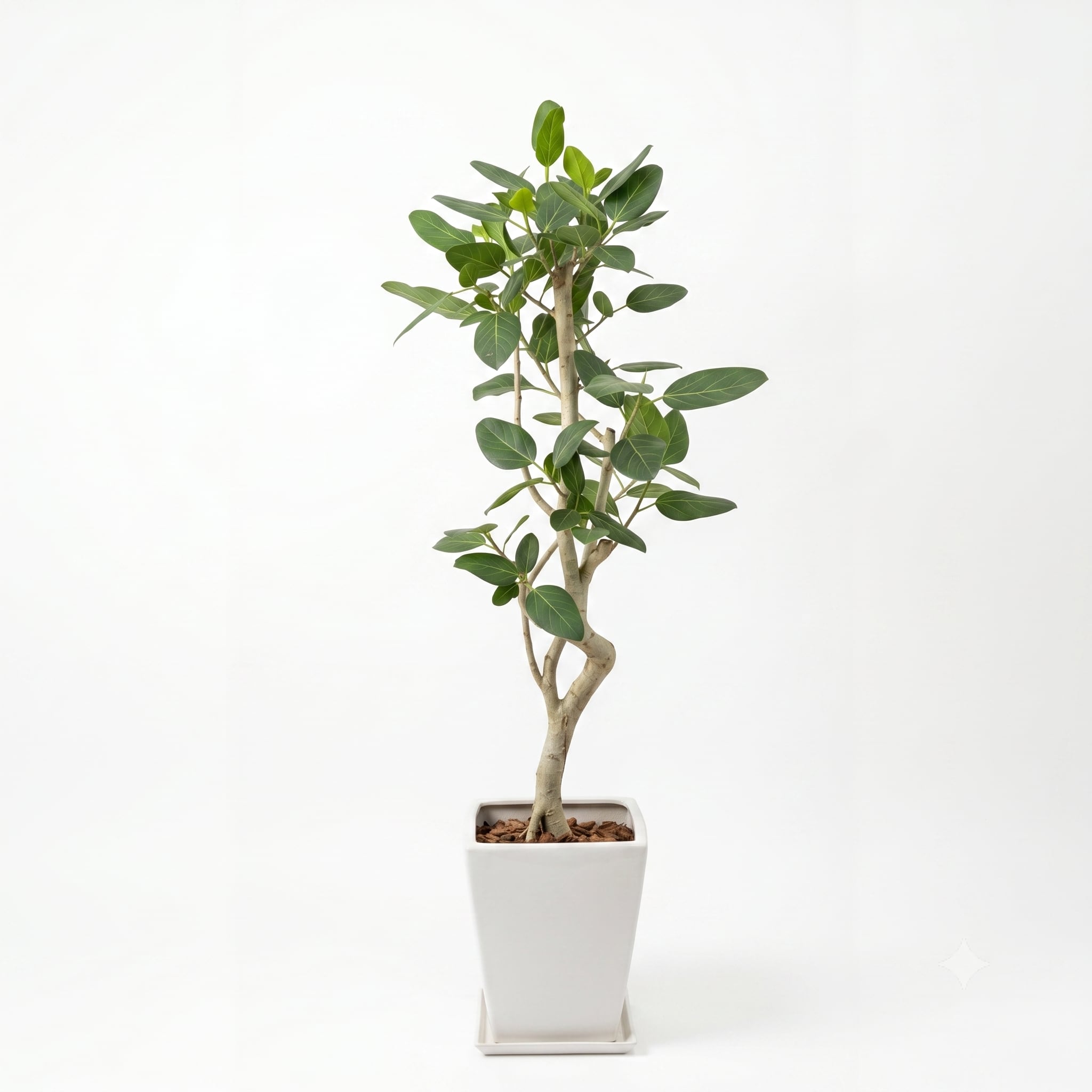 観葉植物 「フィカス・ベンガレンシス」陶器鉢 8号 25000円(税別