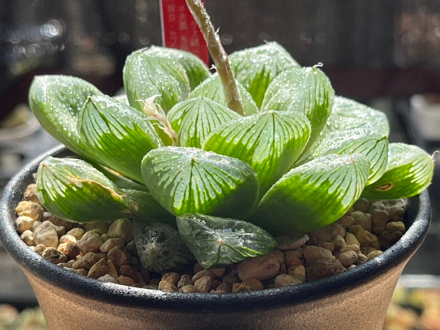 多肉植物　ハオルチア ガラスコンプト錦 多肉植物 ハオルチア ベクター錦 （ガラスコンプト錦）