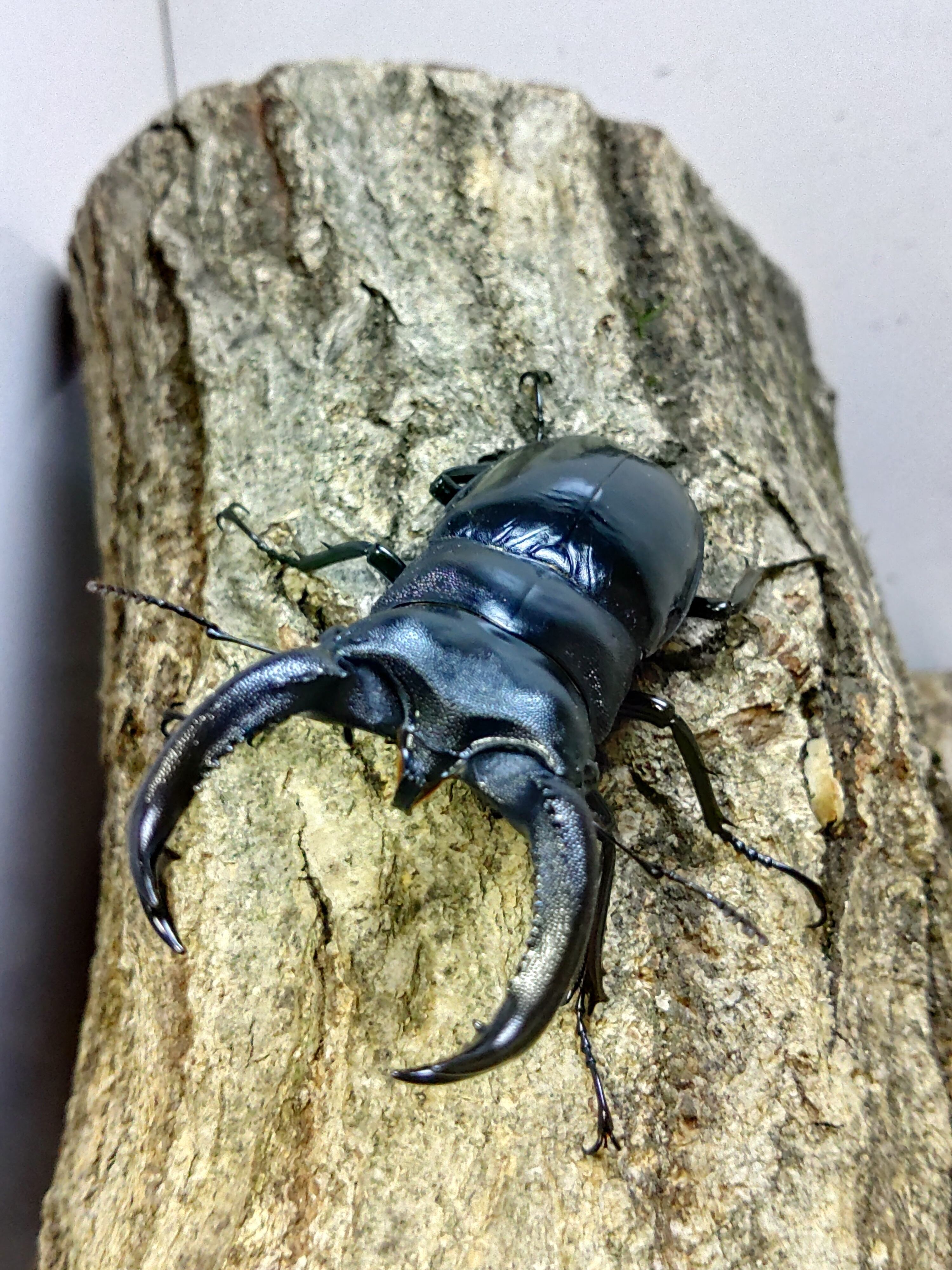 伝説の七節】ロードハウナナフシに酷似のトゲアシフトナナフシオバケ