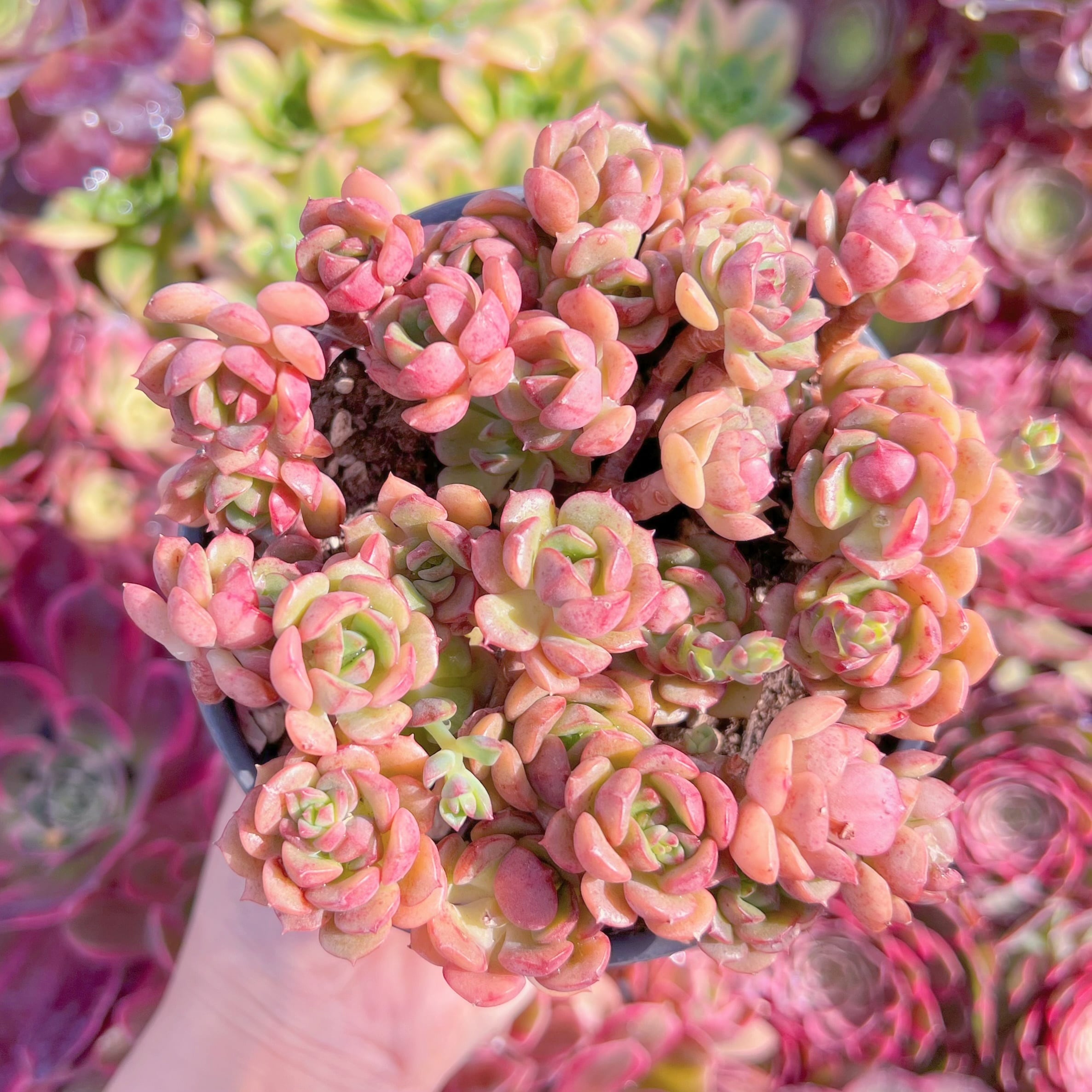 現品　Echeveria 'Victor'#K473　るる農園