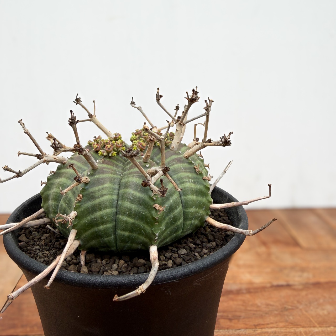 Euphorbia  valida【ユーフォルビア・バリダ♀】