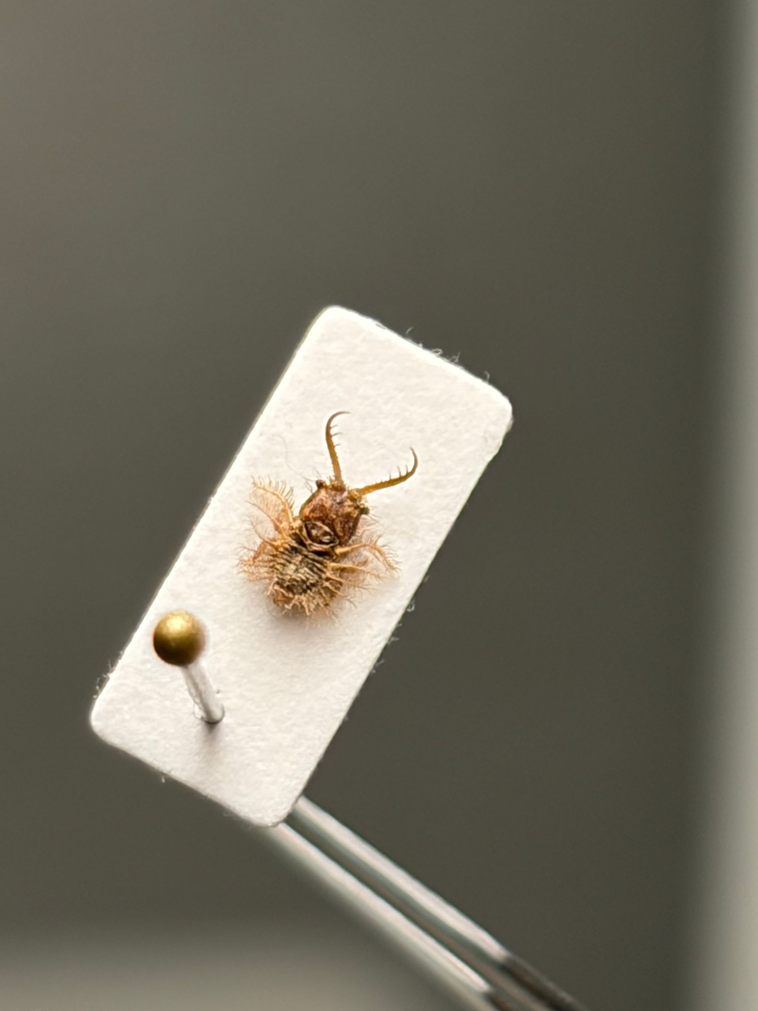 蟹標本】マルタマオウギガニの乾燥標本Calvactaea tumida エビ シャコ