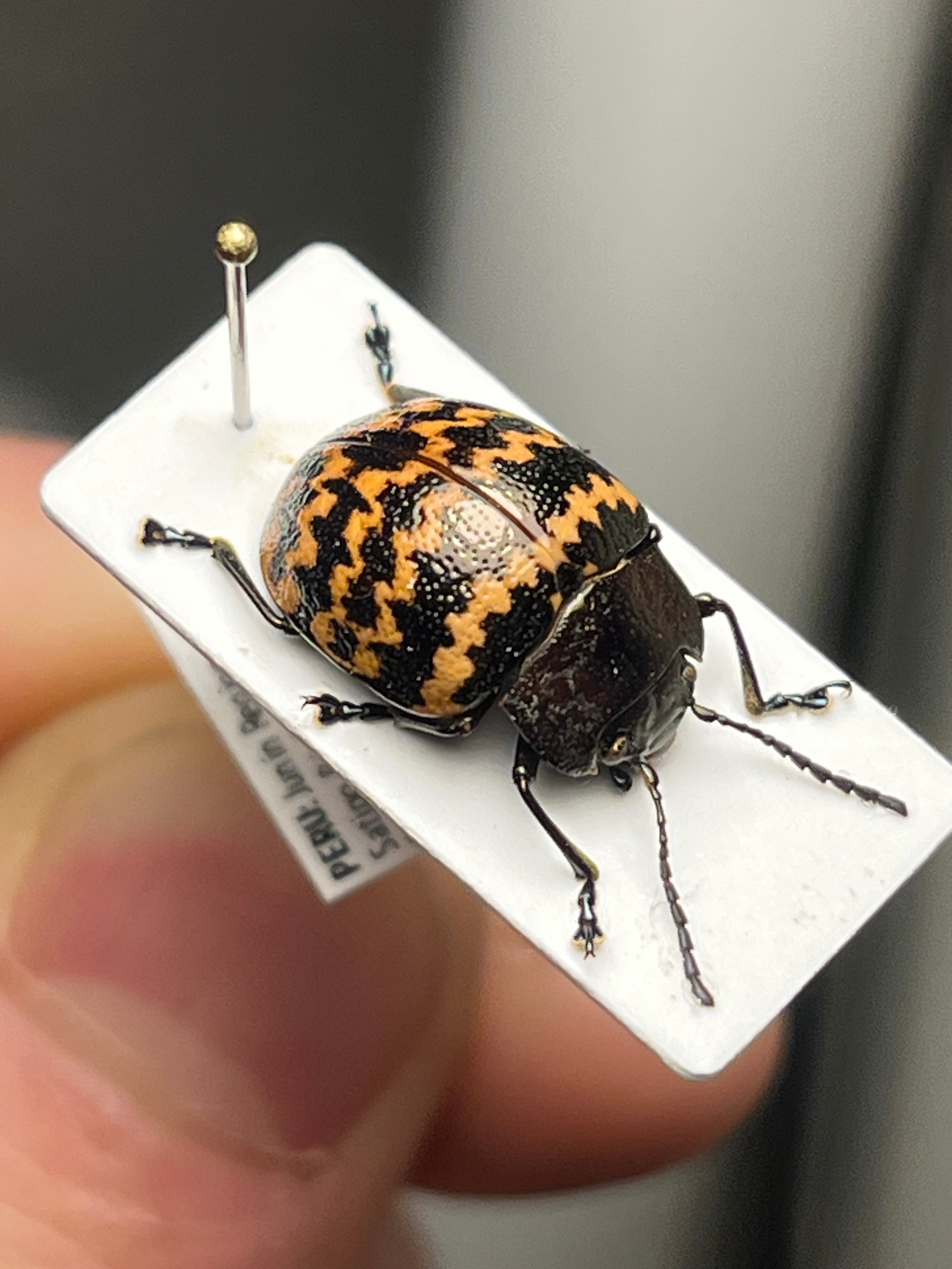 13mm】ダンダラズングリハムシ ムネトゲハムシとんでもない甲虫 昆虫
