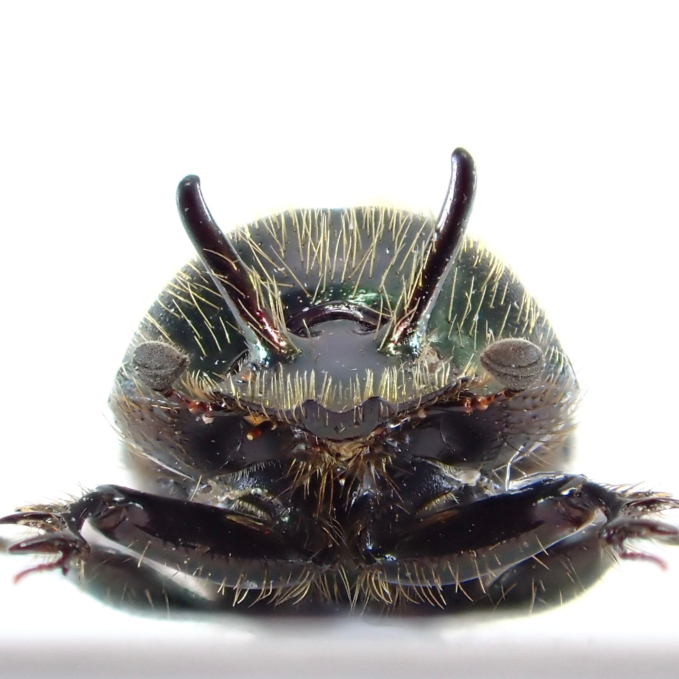 オーストラリア産 Onthophagus sp. ♂ 7mm | 昆虫標本 Diggers & Rollers