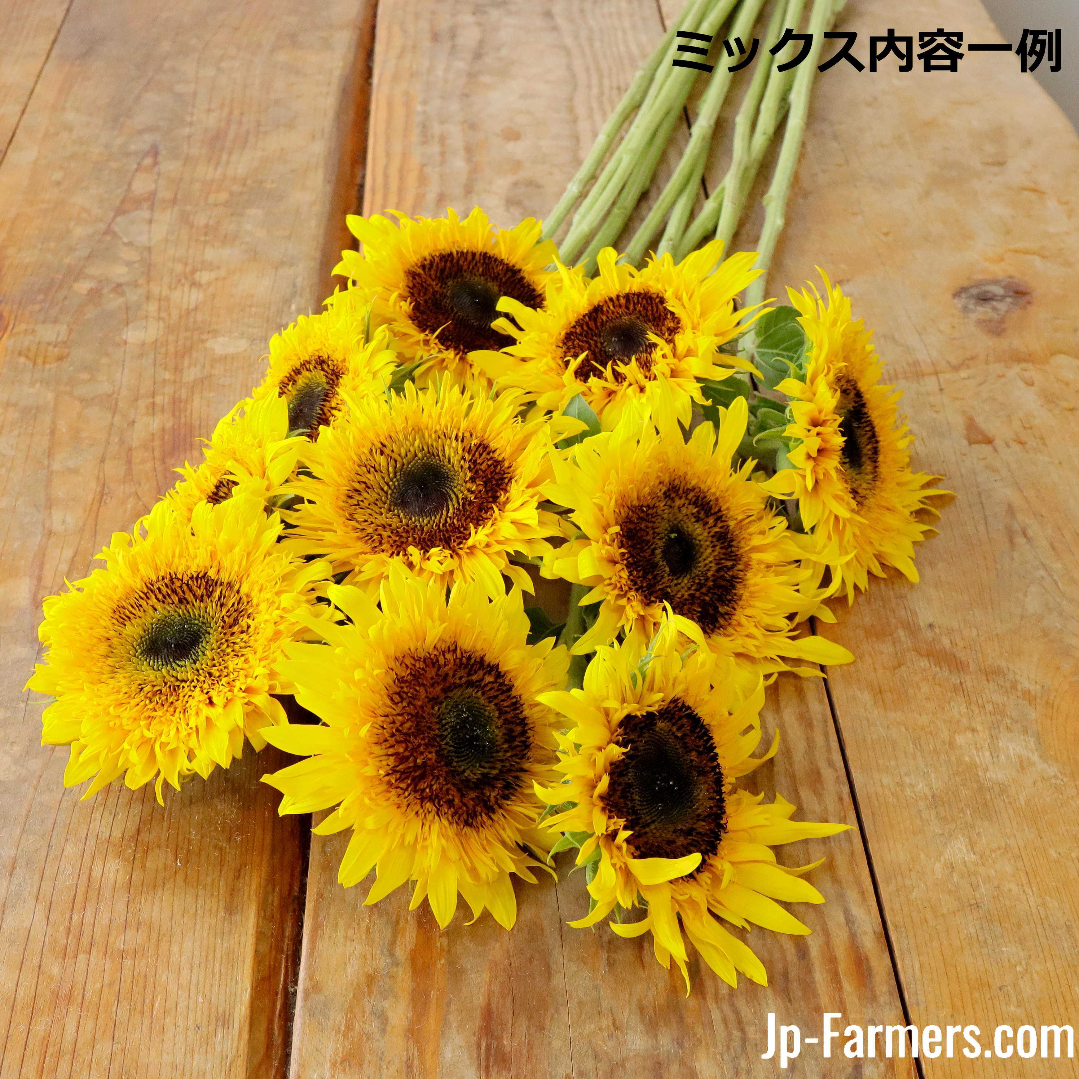 Jp-farmersがお届けする ヒマワリMIX 30本 | 新鮮お花問屋 Jp-Farmers.com