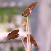 アロカシア バンビーノ ピンク/ Alocasia bambino Pink⑬│観葉植物