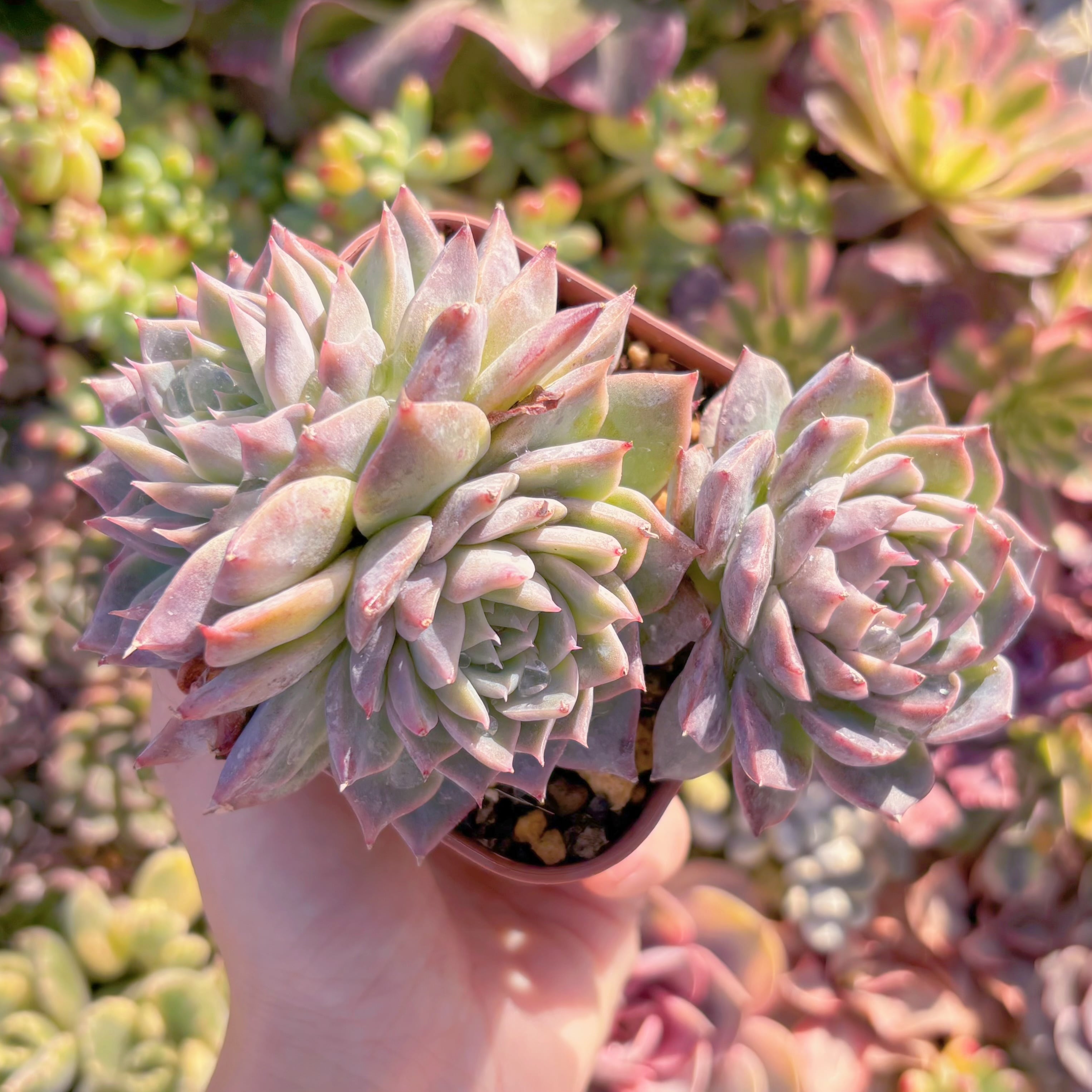 現品　インドクジャク#813　群生　るる農園