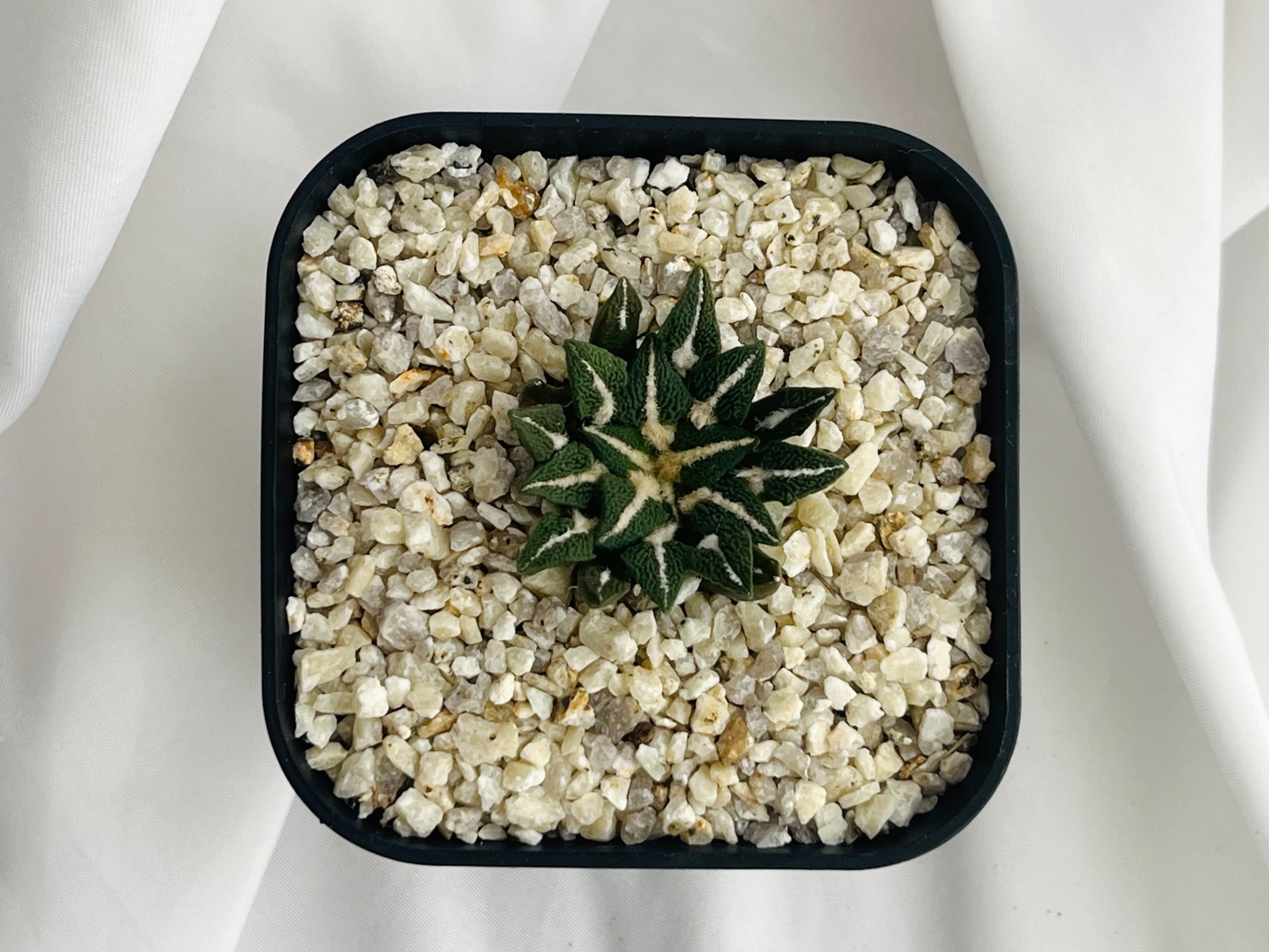 アリオカルプス 黒牡丹 国内実生】 サボテン サボテン アリオカルプス