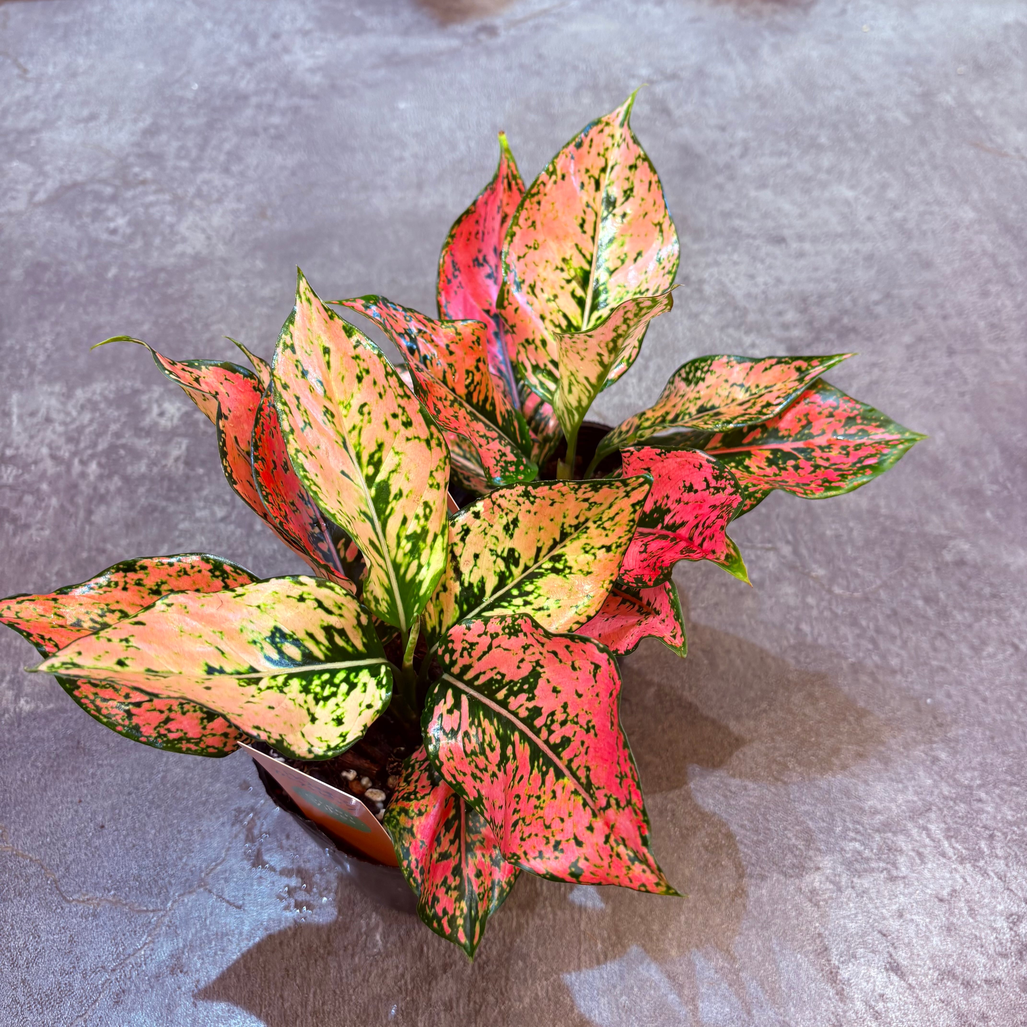 アグラオネマ カンクンピンク 3.5号 | Green Vibes 宇都宮市の観葉植物