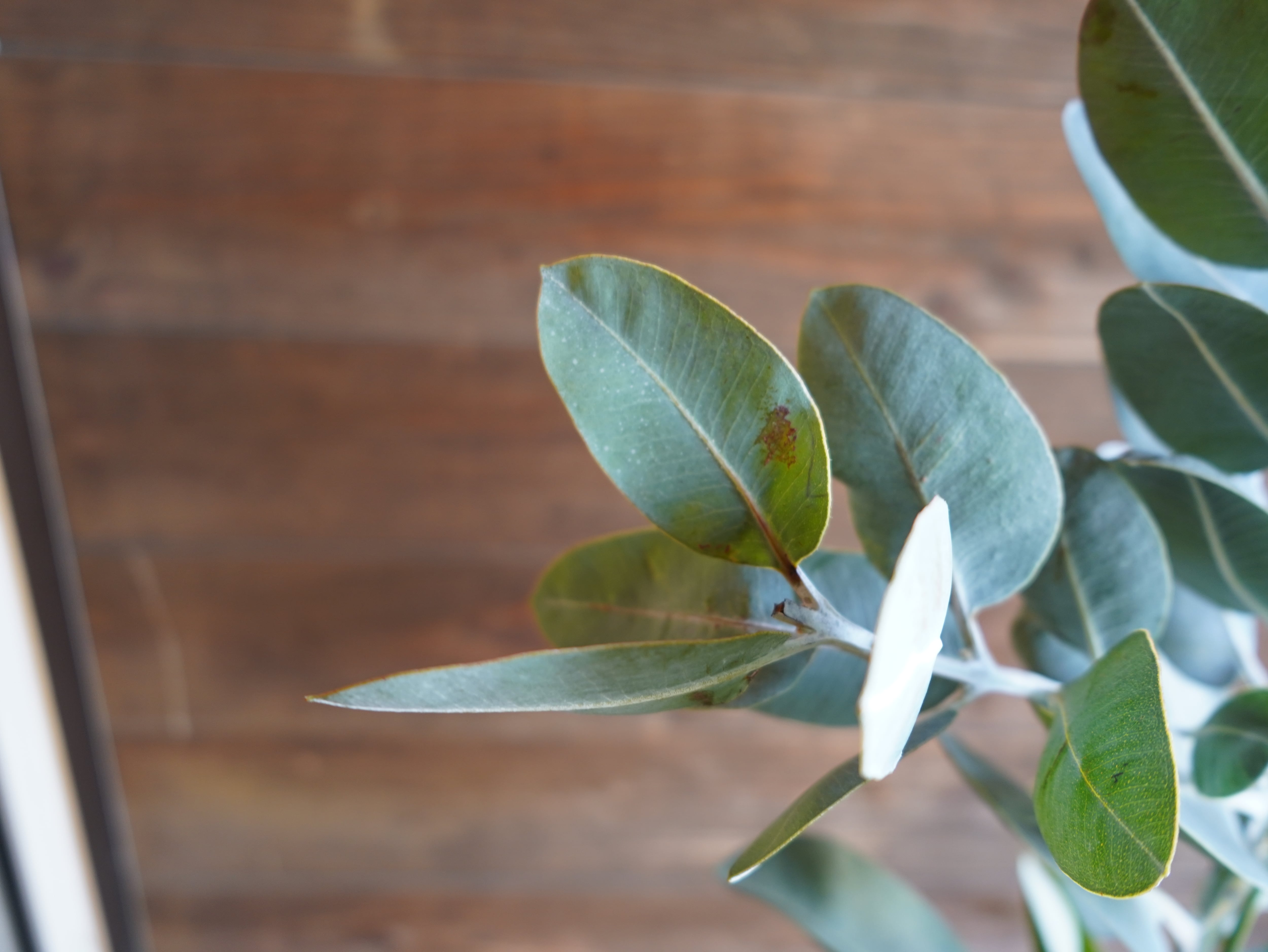 【現物】ユーカリ　”プレウロカルパ”　C