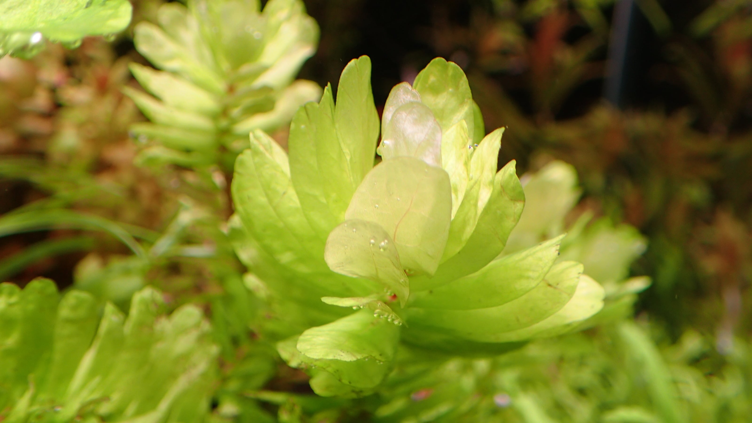ロタラ トゥルナデンシス 1本 | 熱帯植物 水草